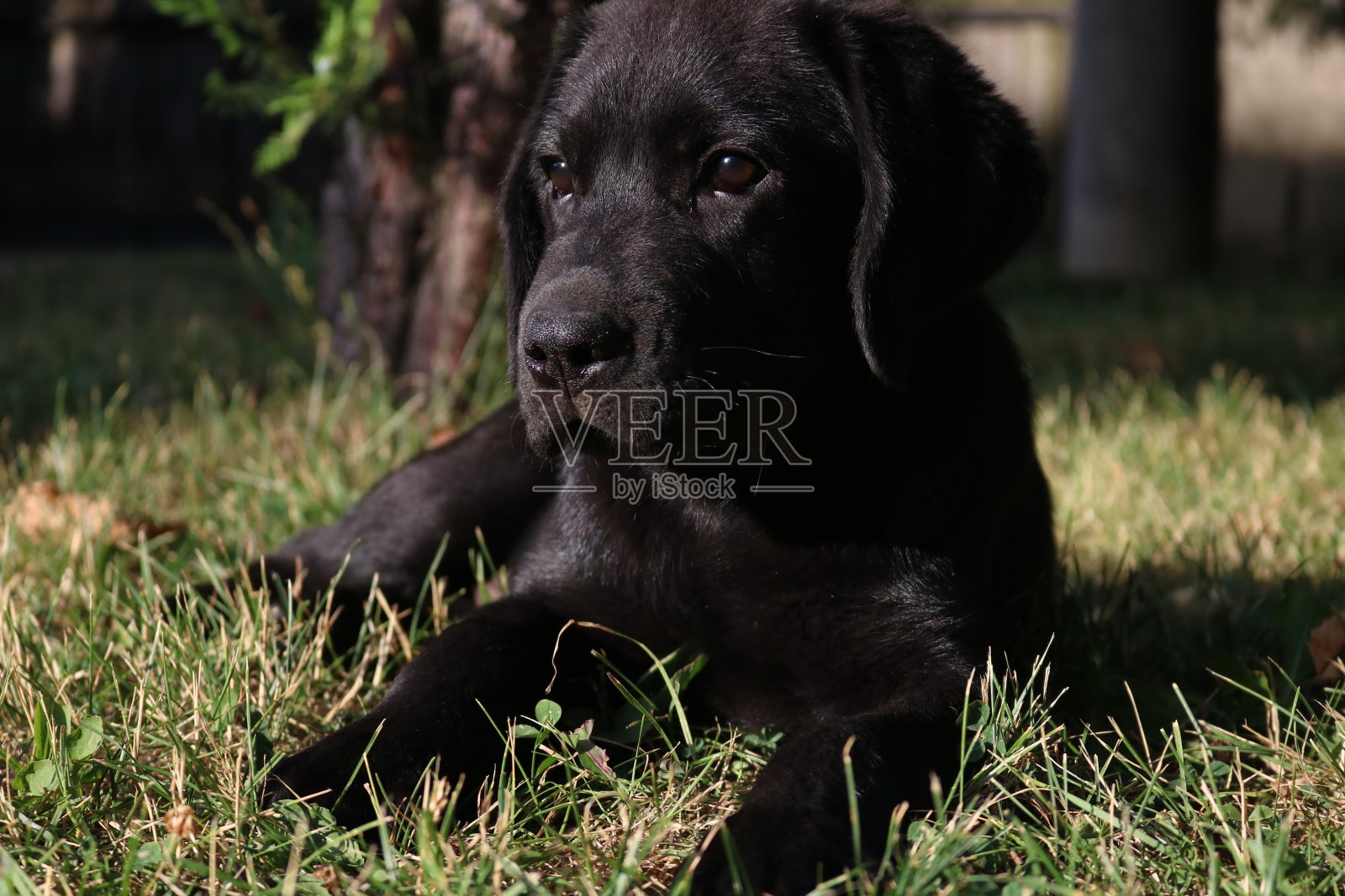 花园里的黑色拉布拉多寻回犬照片摄影图片