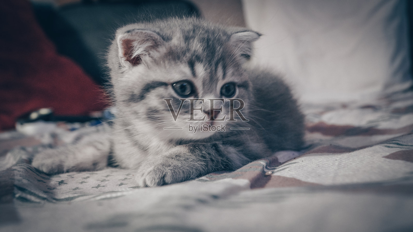 可爱的苏格兰猫，三个月大的小猫照片摄影图片