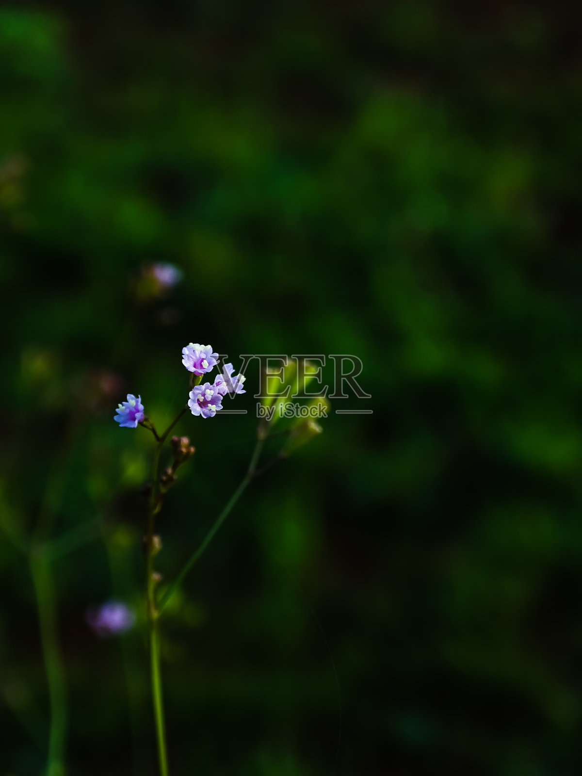 盛开的野花照片摄影图片