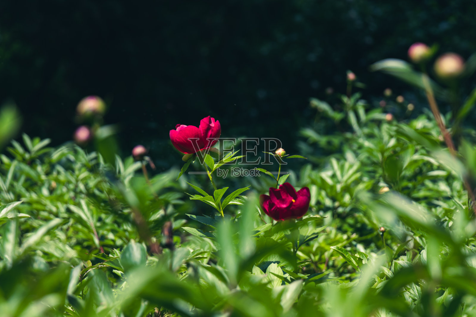 一片紫红色的牡丹花和盛开的蓓蕾在黑暗的背景照片摄影图片