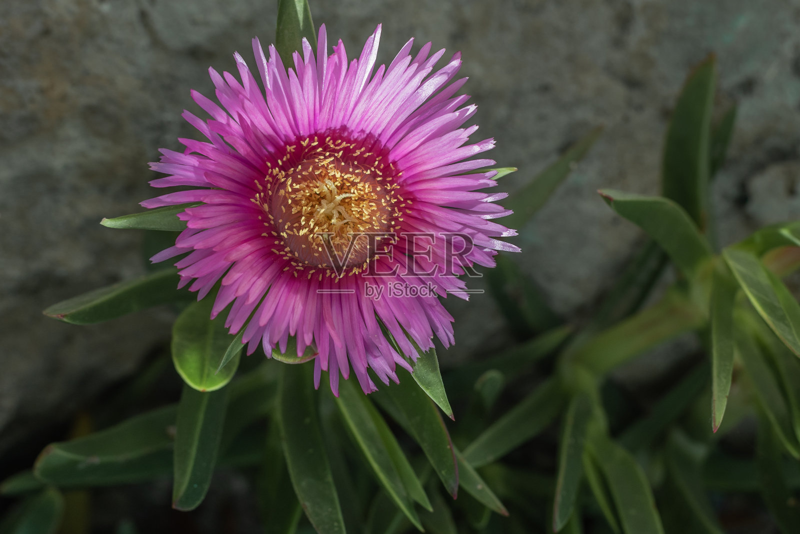 地中海沿岸的一种肉质植物照片摄影图片