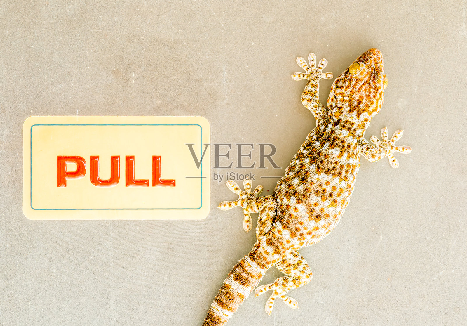 壁虎在门上爬照片摄影图片