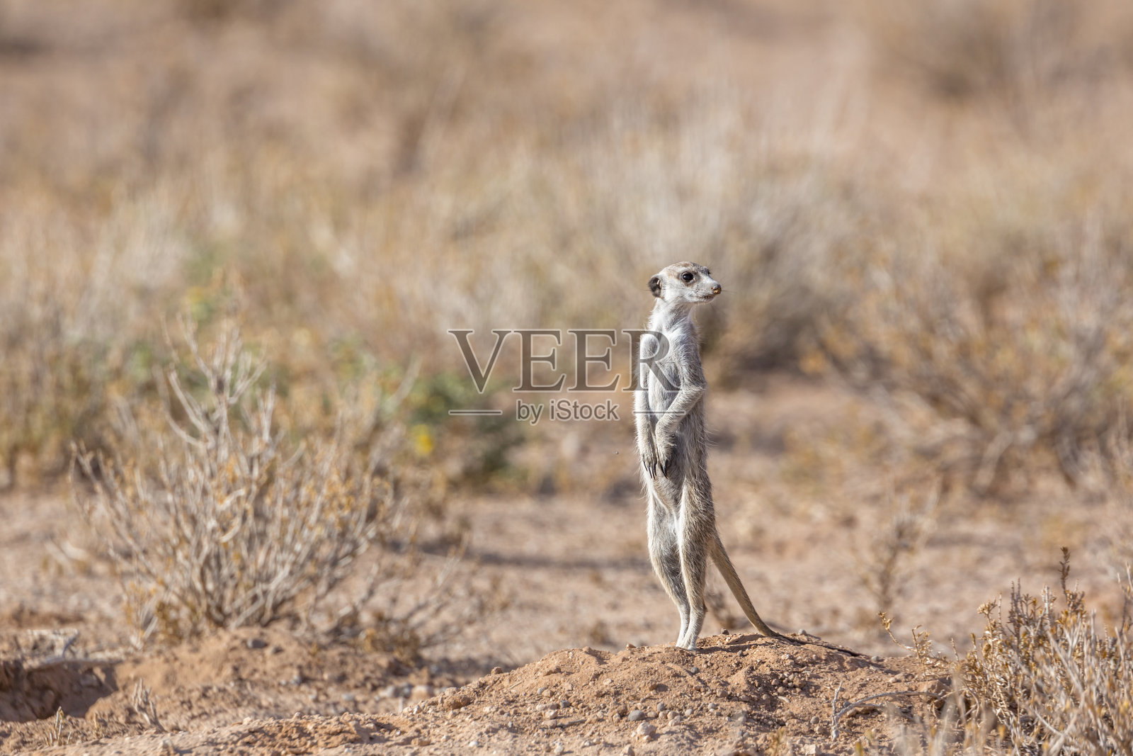 南非Kgalagadi越境公园的猫鼬照片摄影图片