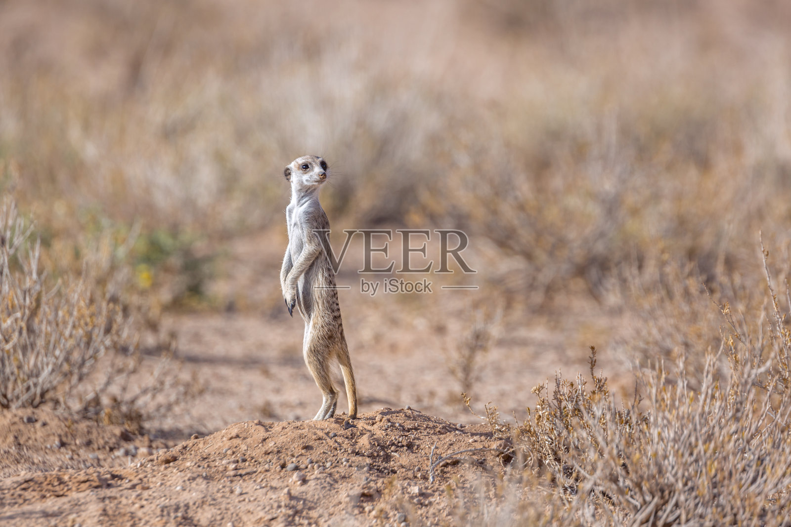 南非Kgalagadi越境公园的猫鼬照片摄影图片