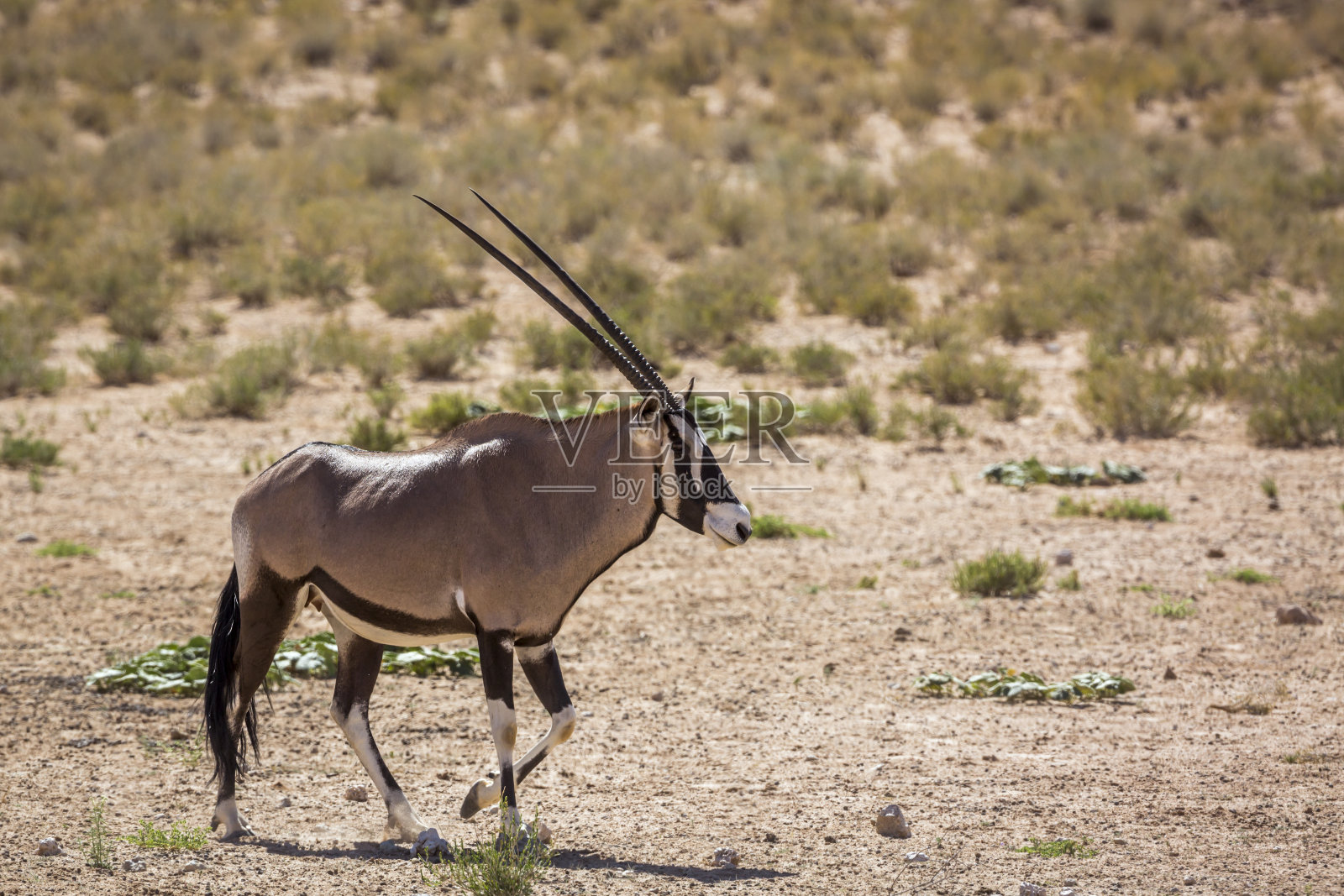 南非Kgalagadi越境公园的南非羚羊照片摄影图片