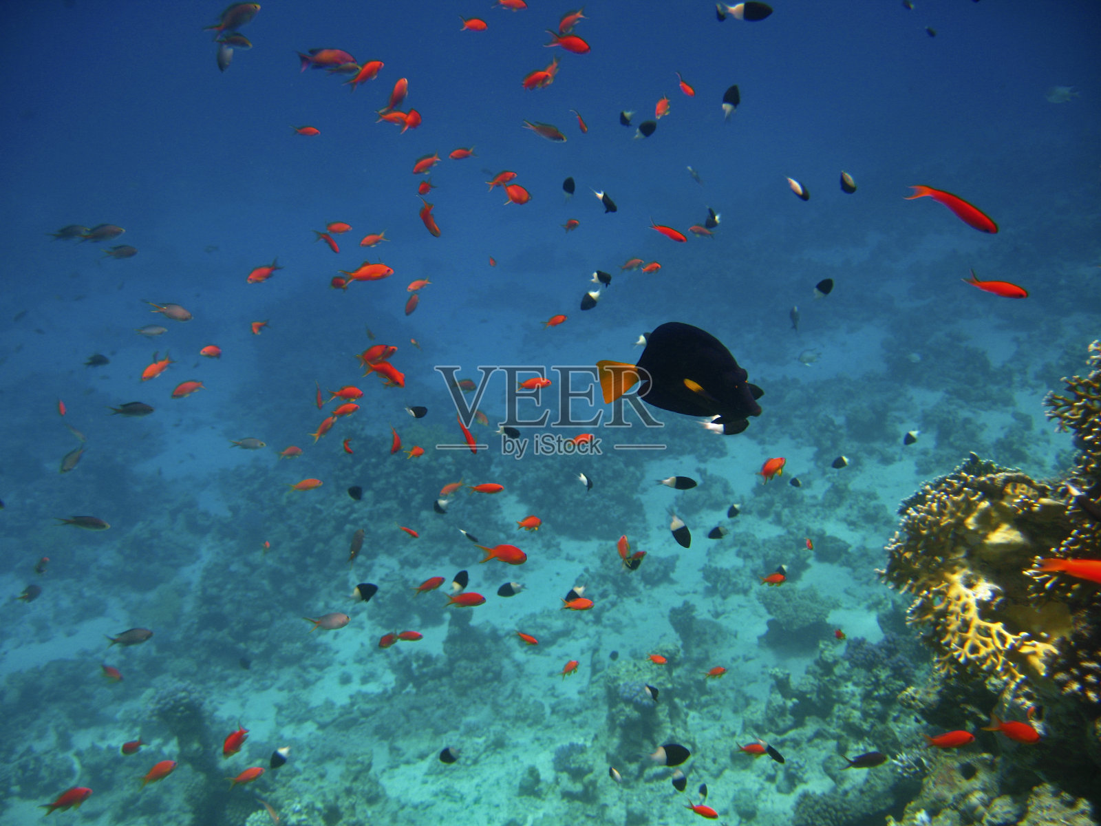 红海蓝色水下珊瑚礁上的热带鱼照片摄影图片