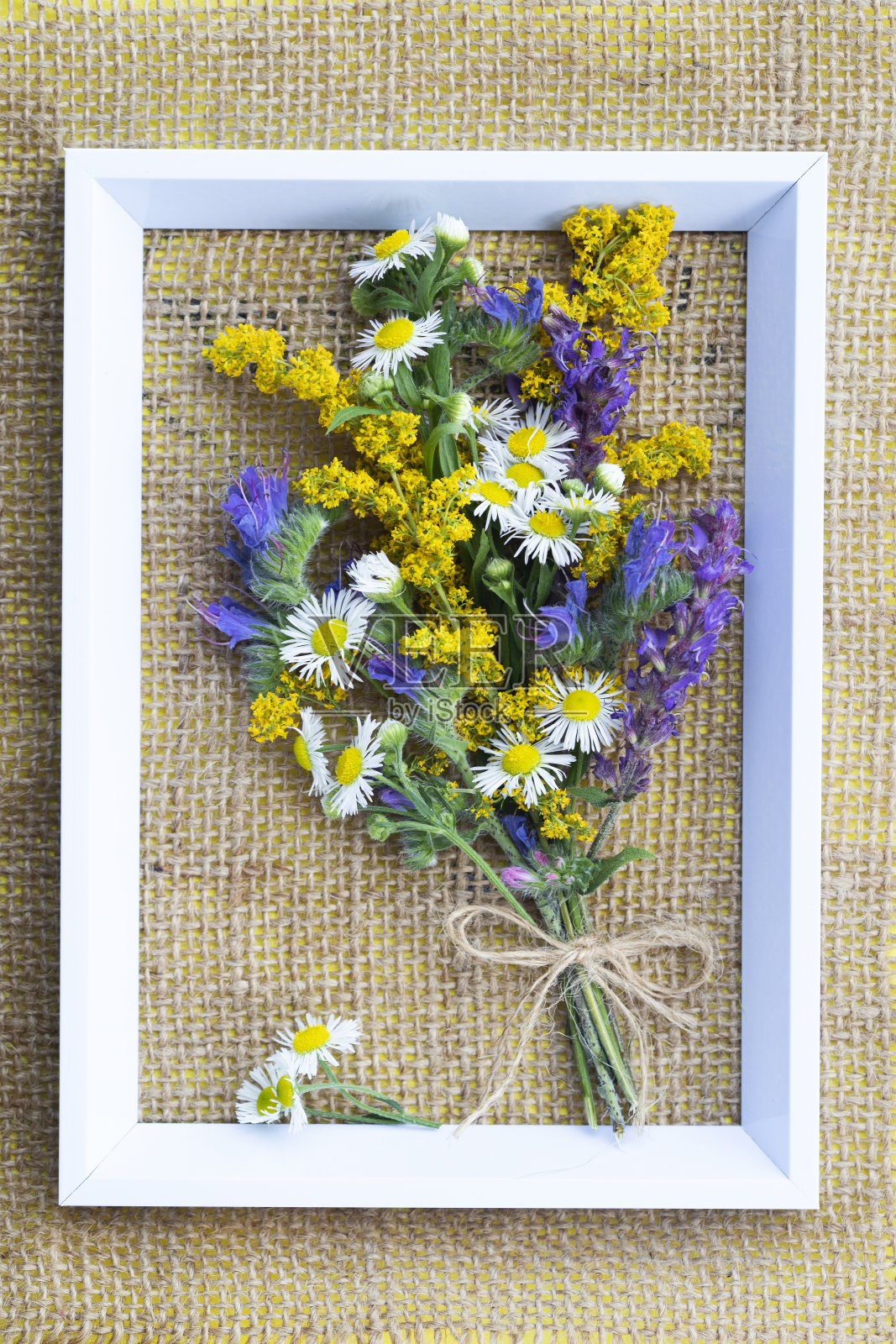 野花照片摄影图片