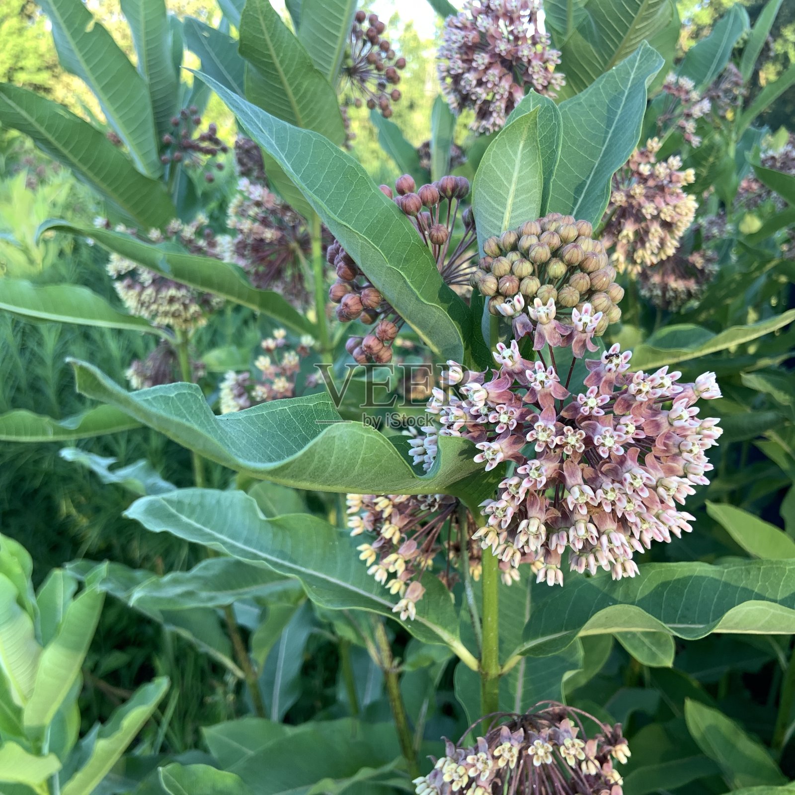 夏季花园常见的马利筋照片摄影图片