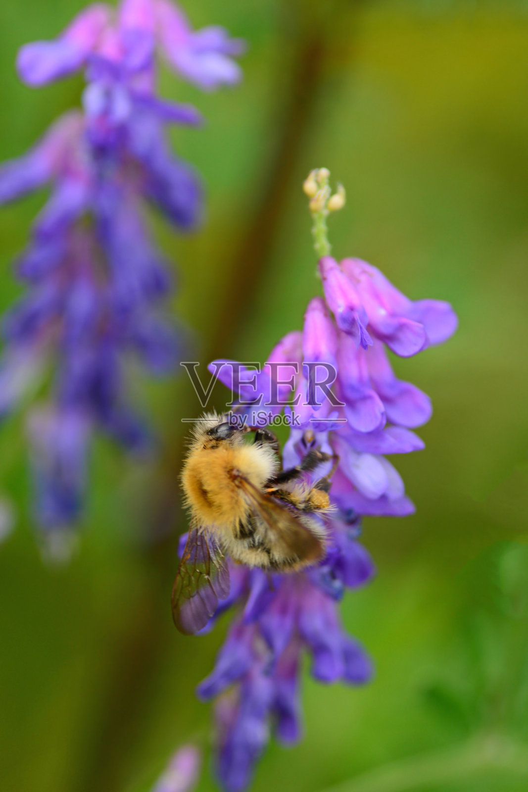 炸弹在牛紫薇上。照片摄影图片