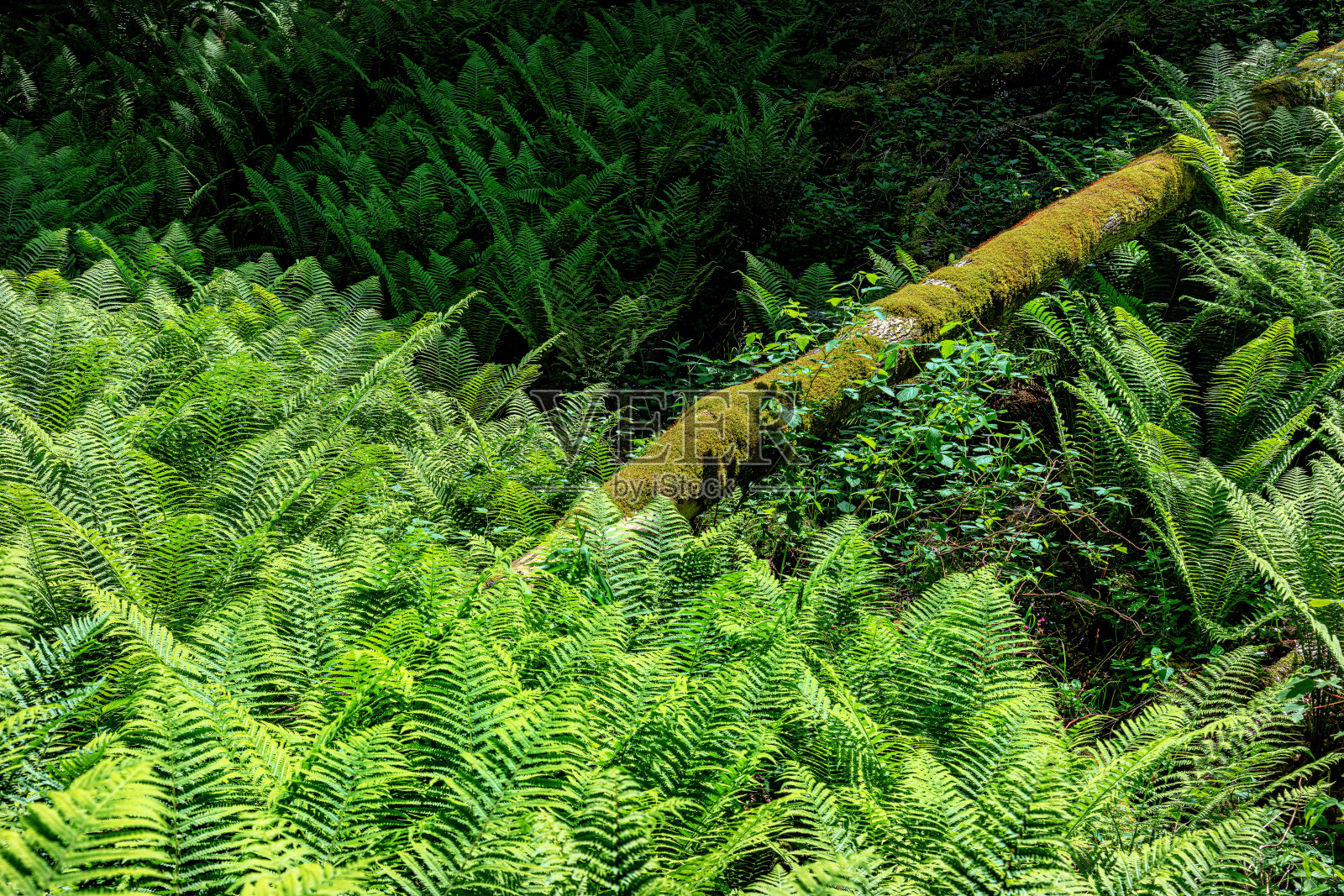 来自蕨叶的自然背景，Pokljuka峡谷，布莱德，戈伦斯卡，朱利安阿尔卑斯山，斯洛文尼亚照片摄影图片