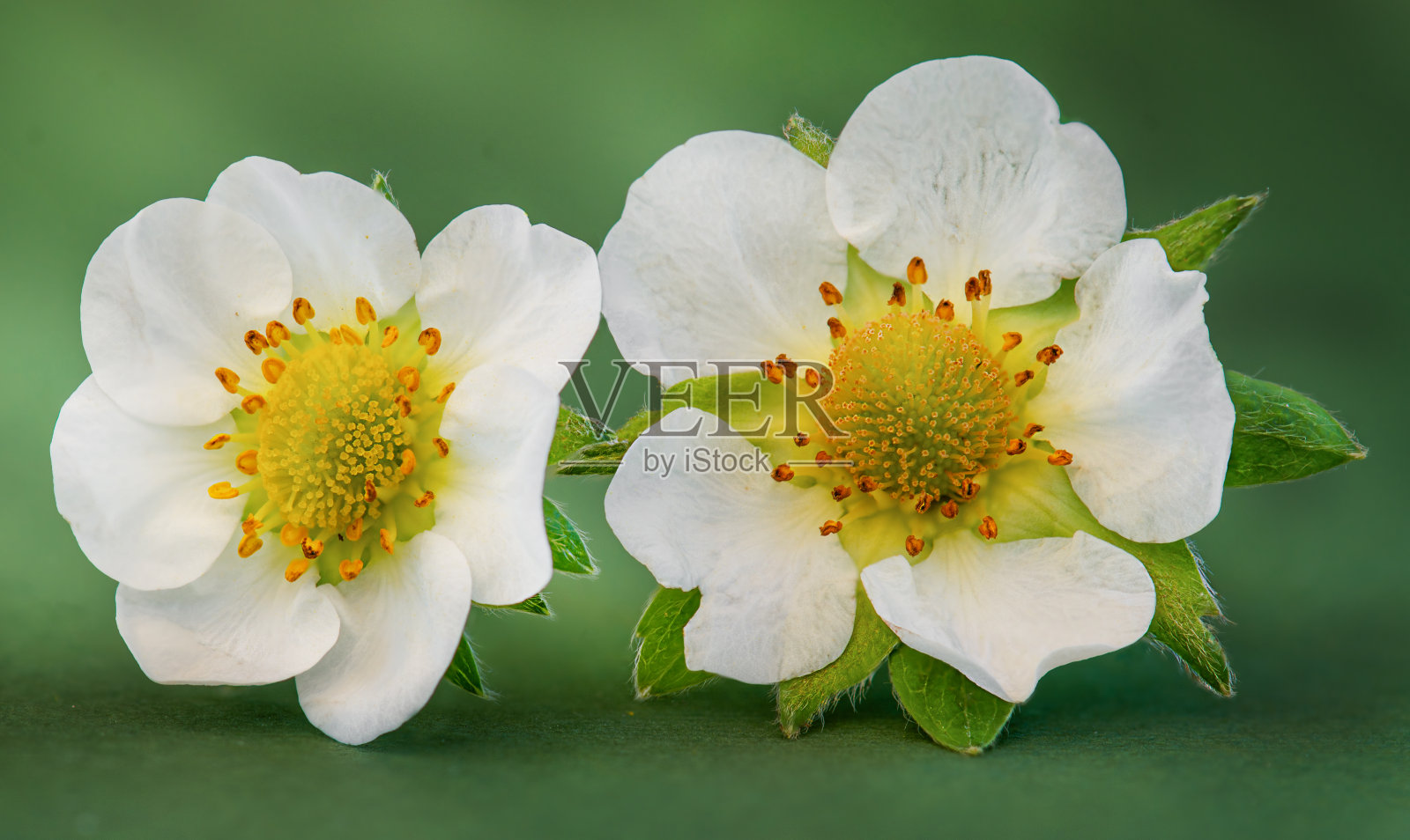 白色花对绿色散焦背景照片摄影图片