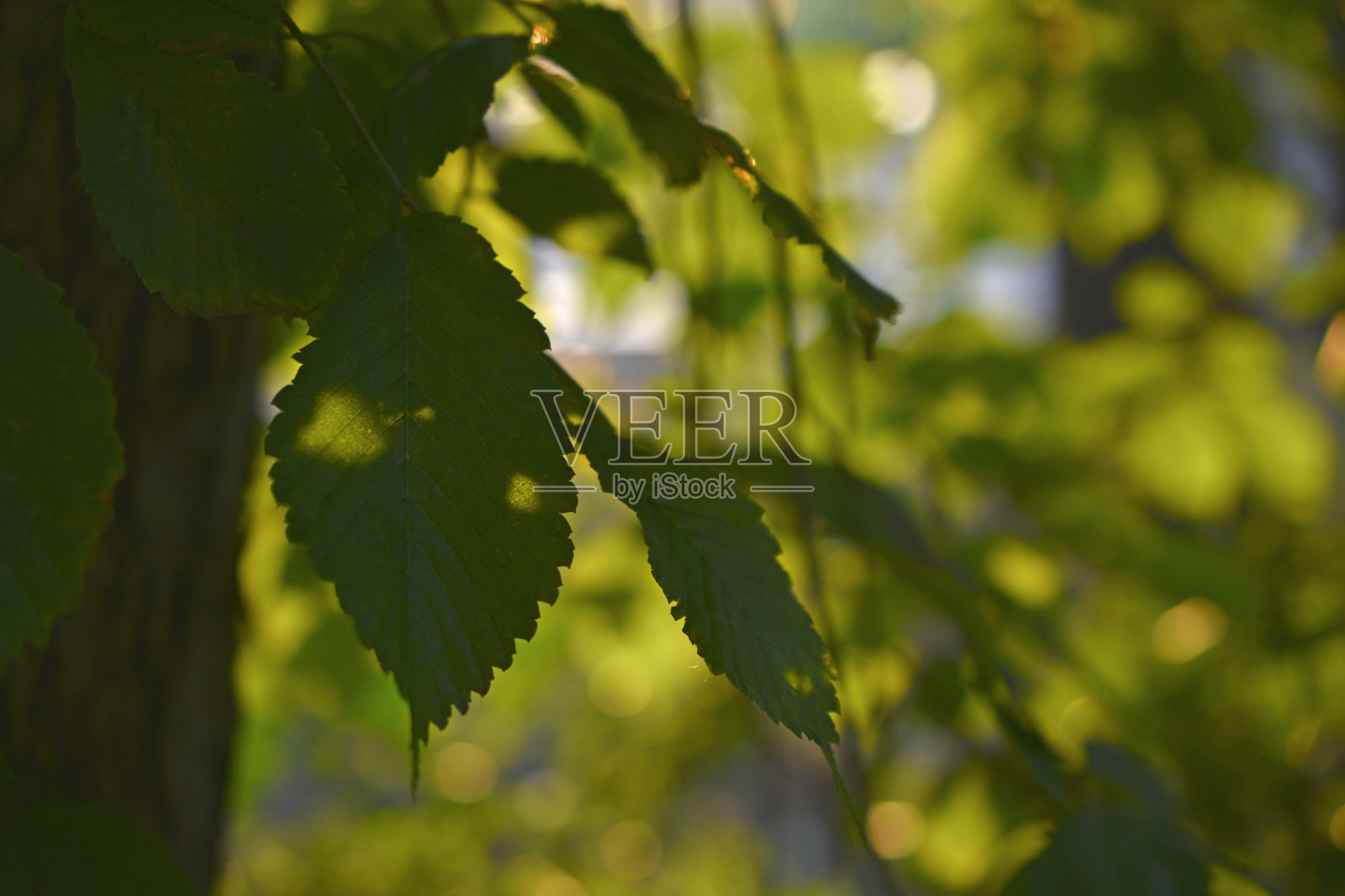绿叶映在夕阳的余晖中照片摄影图片