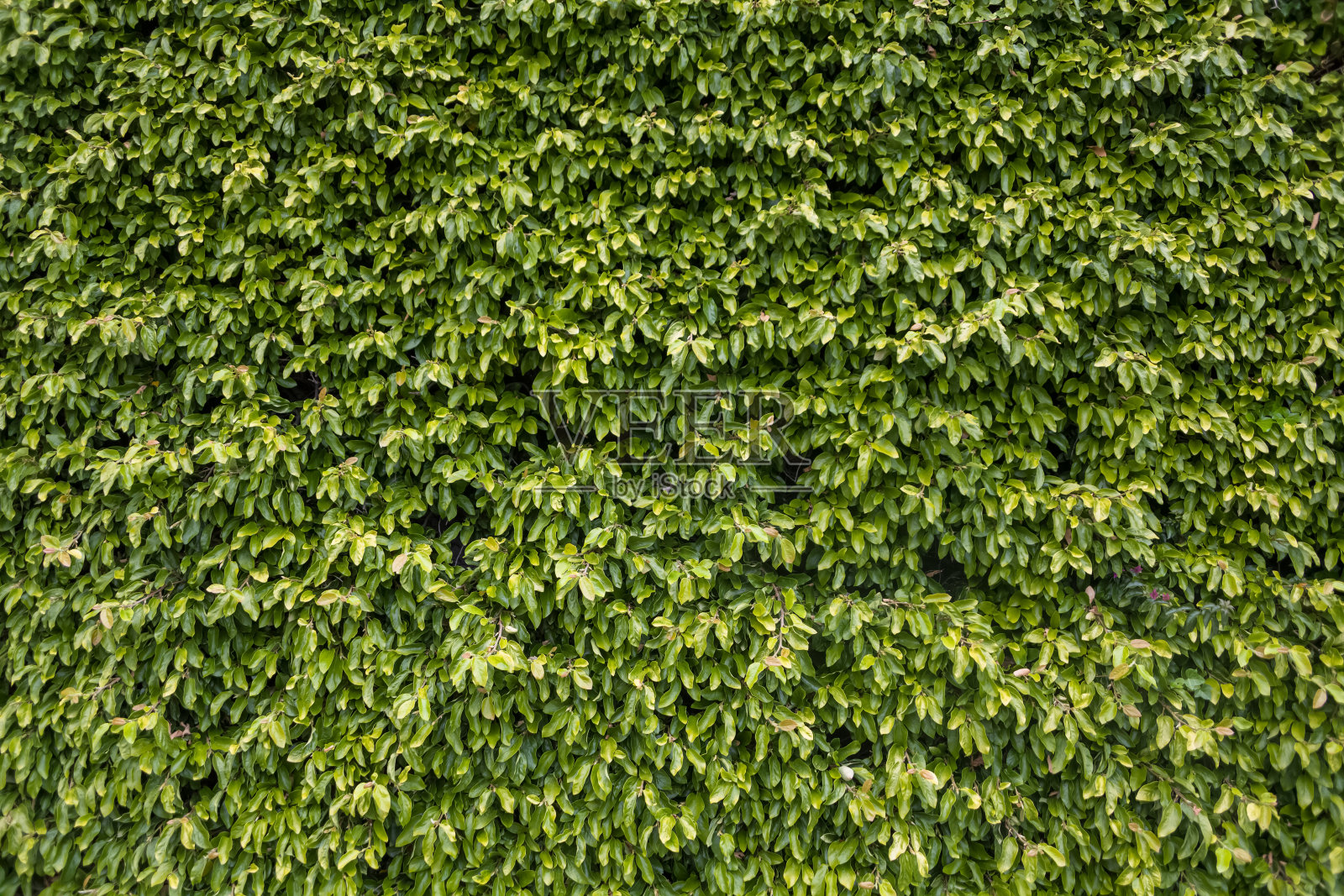 景墙呈绿色，有茂密的绿叶植物，园景墙肌理照片摄影图片