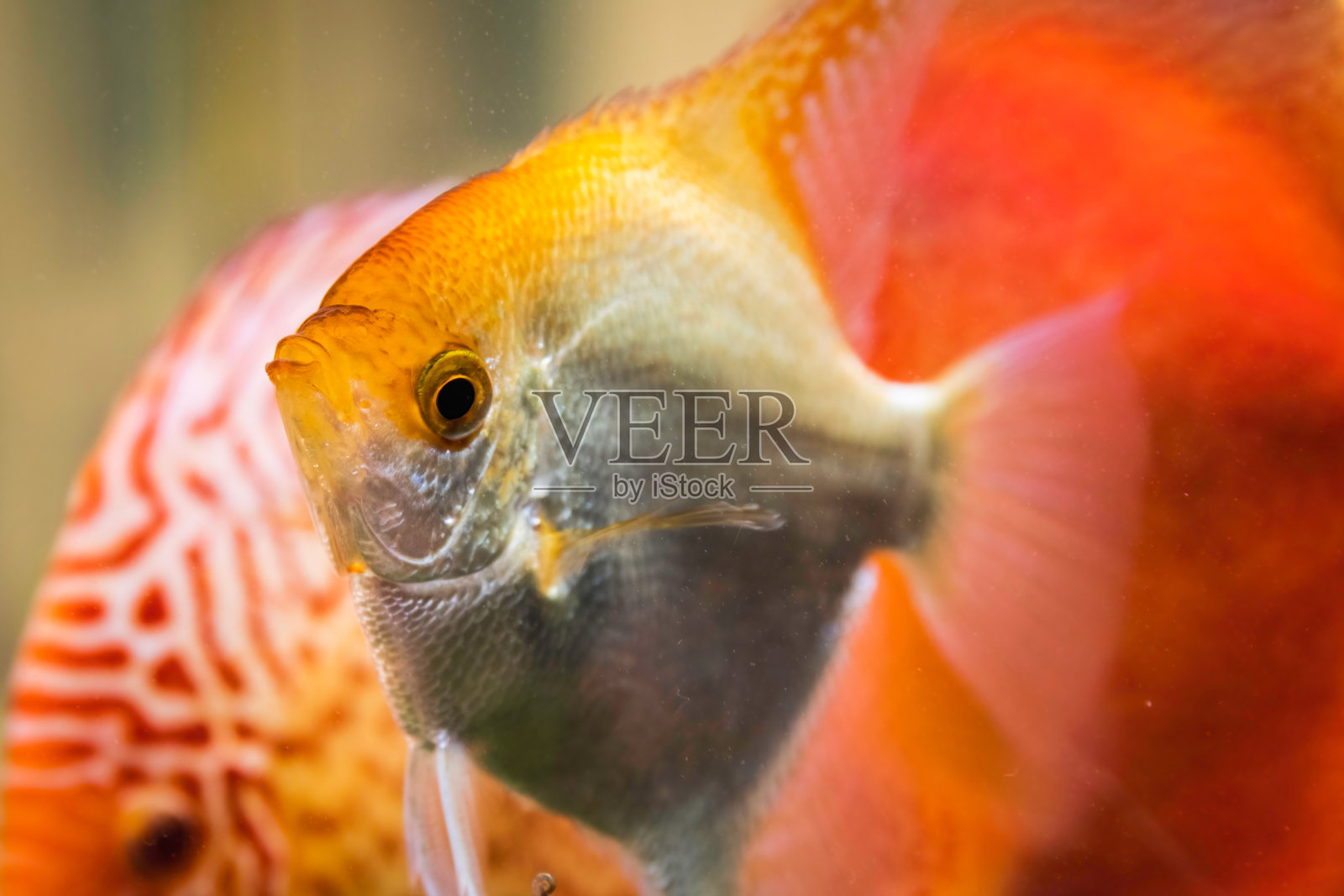 金翼龙在鱼缸里照片摄影图片