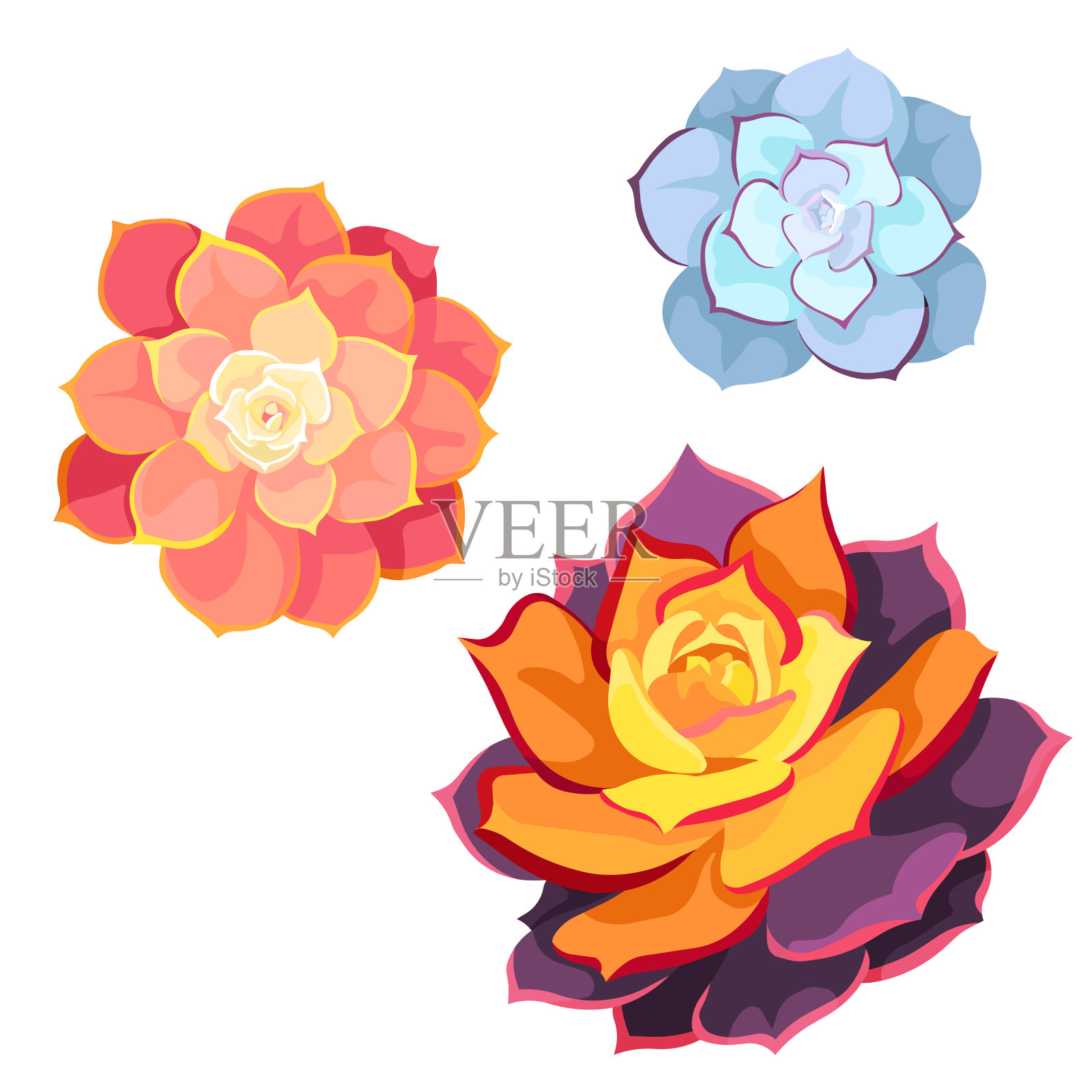 一套矢量多肉植物命名为紫百合，紫百合珍珠Von Nurnberg，紫百合Lola在白色孤立的背景，盆栽石头玫瑰在平面设计风格，室内多肉的概念。插画图片素材