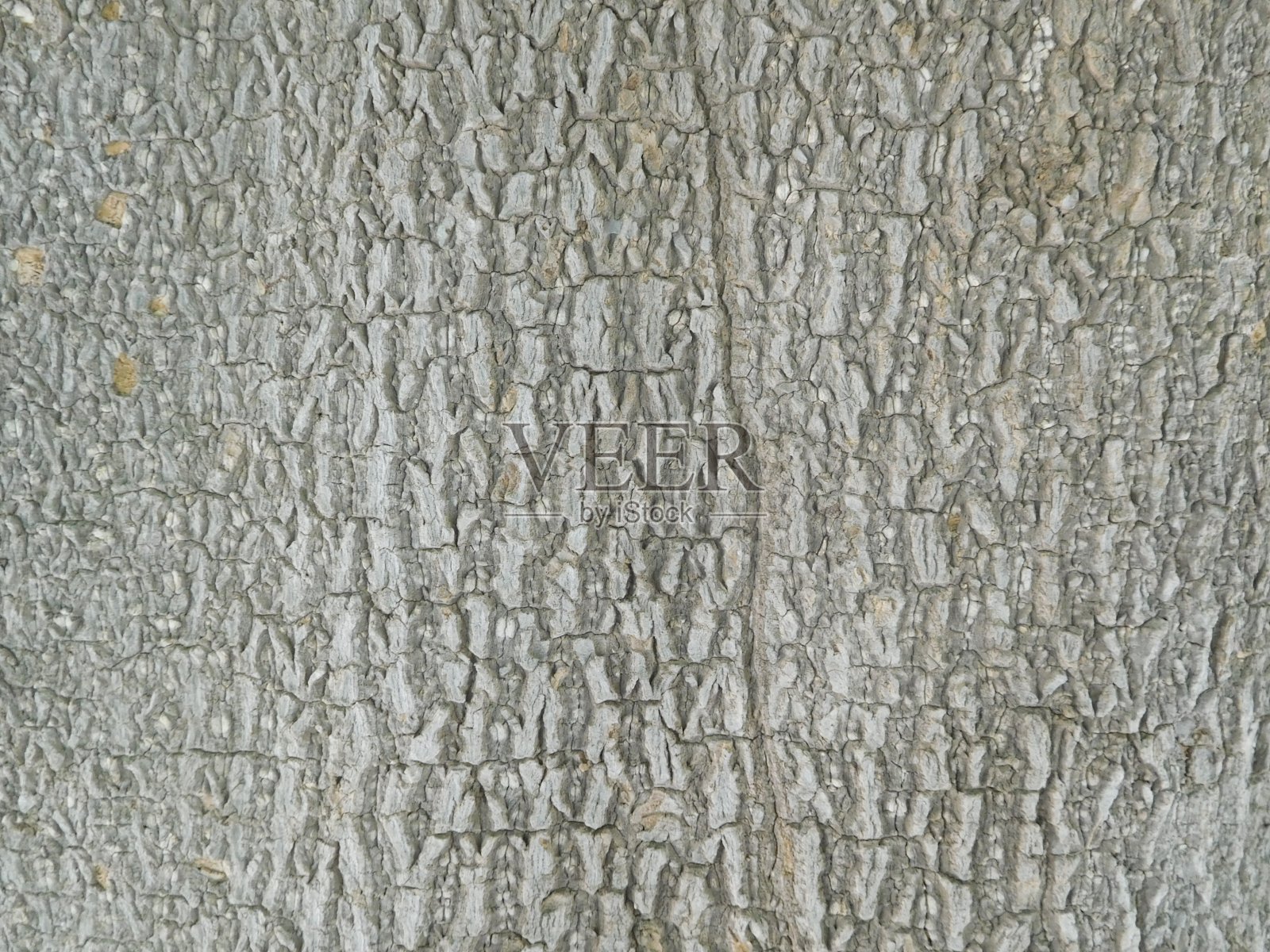 自然灰色树皮背景的文本。照片摄影图片