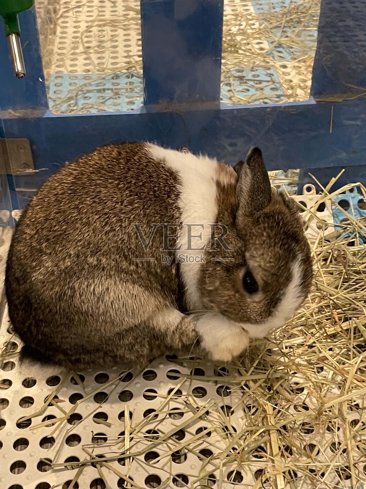 可爱的小兔子站起来吃草照片摄影图片