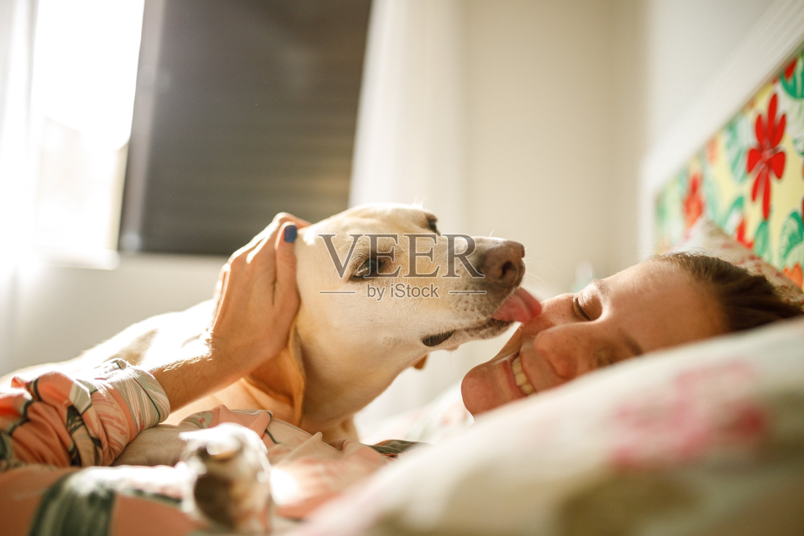 狗在床上亲吻主人照片摄影图片