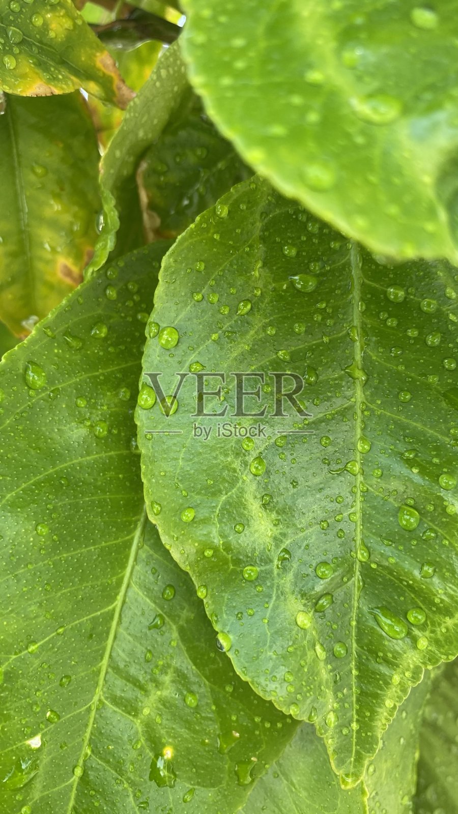 橙叶照片摄影图片