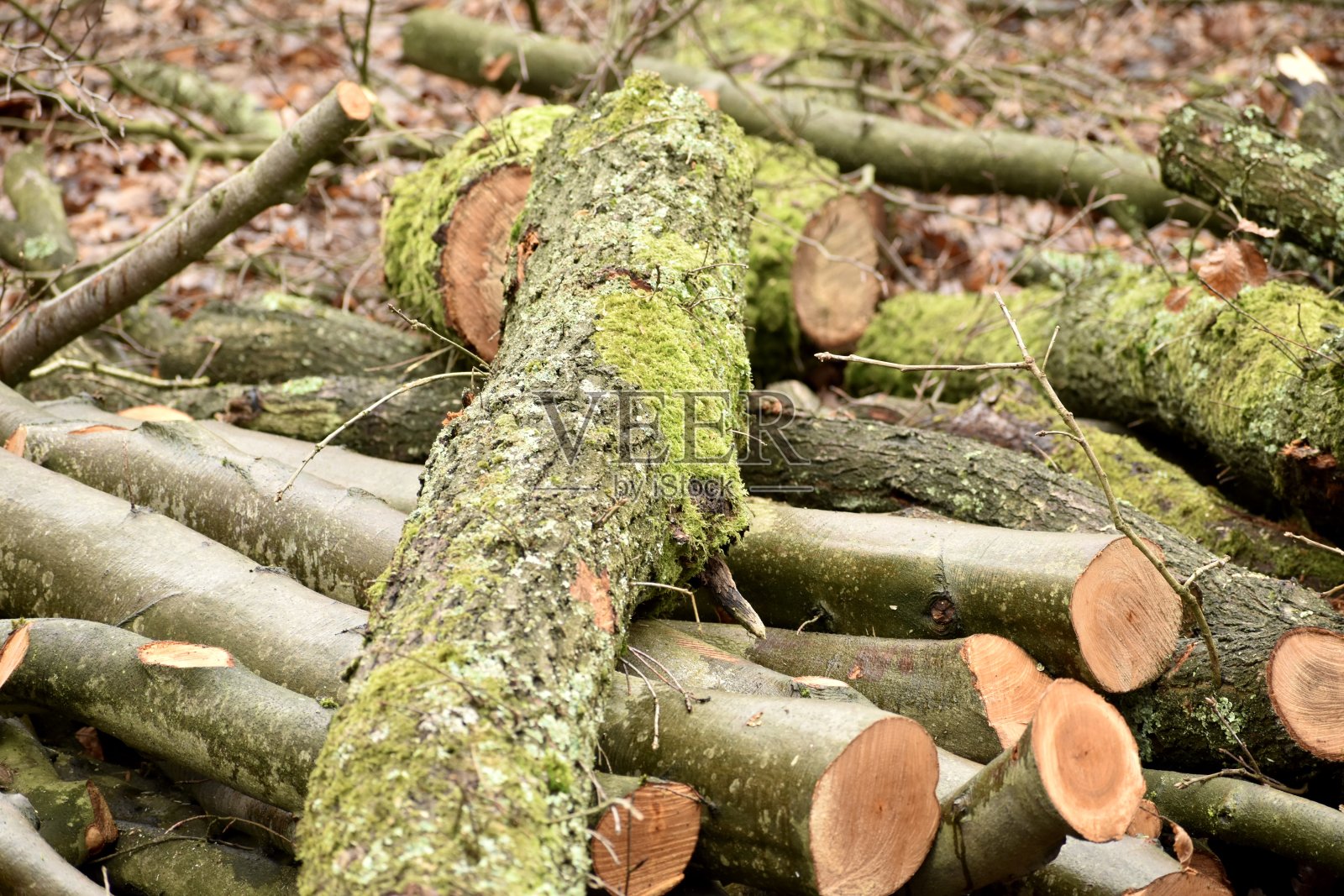 留在森林里照片摄影图片