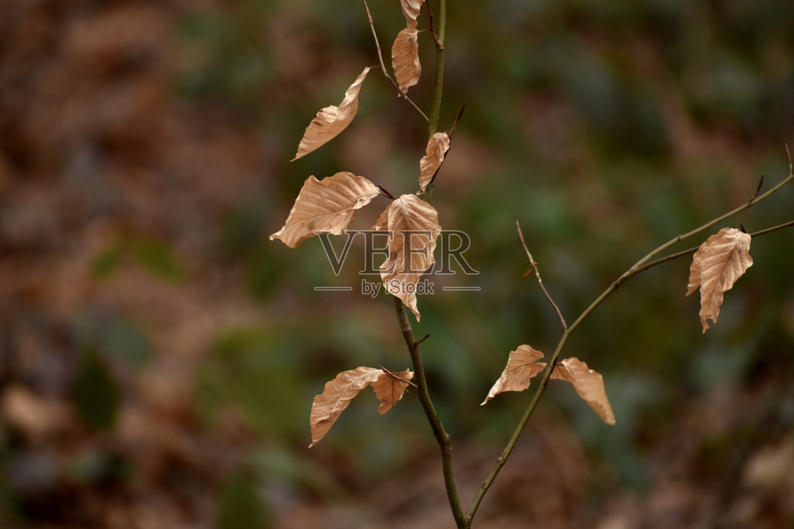 抵抗自然照片摄影图片
