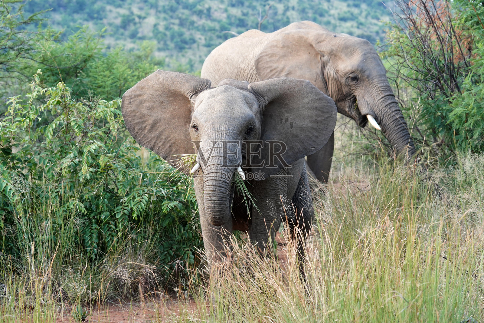 皮兰斯堡自然保护区内显示统治地位的象照片摄影图片