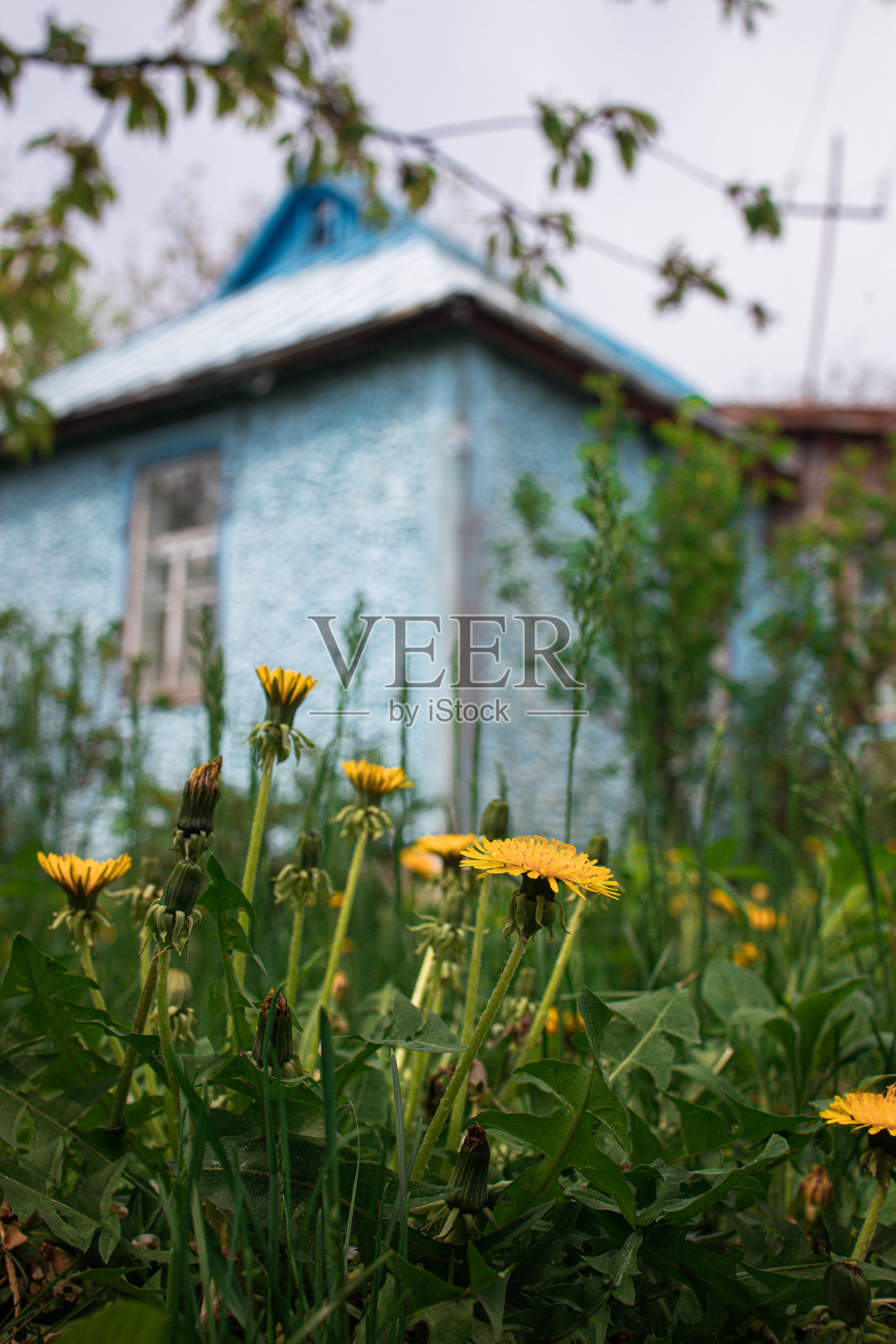 蒲公英前面是一幢古老的蓝色村舍，俯视，模糊不清照片摄影图片