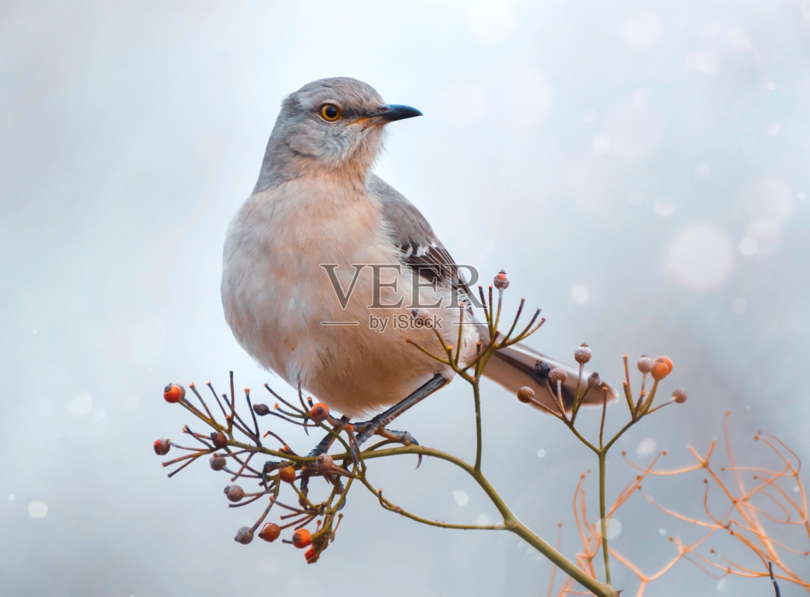 北部只知更鸟》照片摄影图片