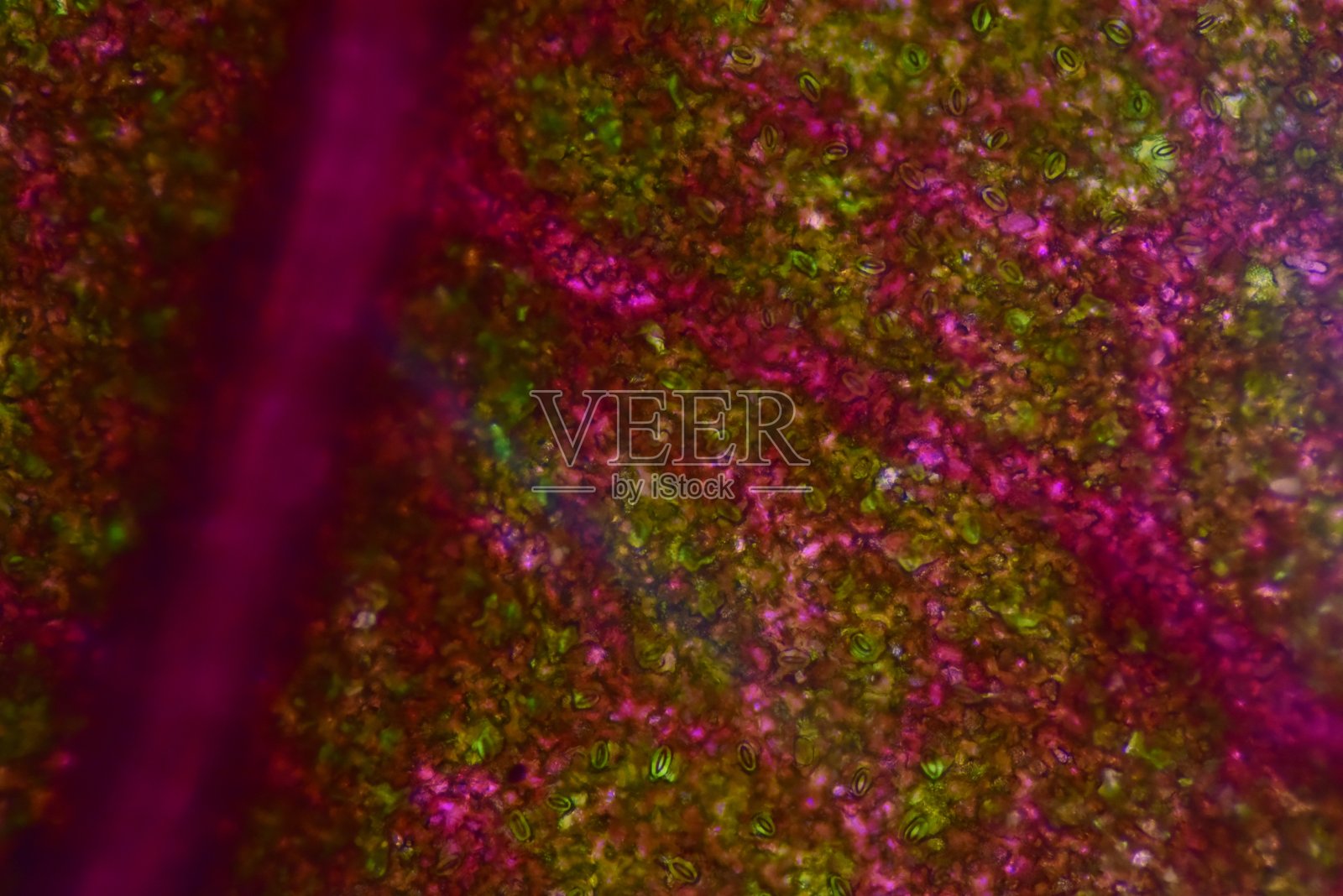 用显微镜近距离观察植物细胞的结构。照片摄影图片