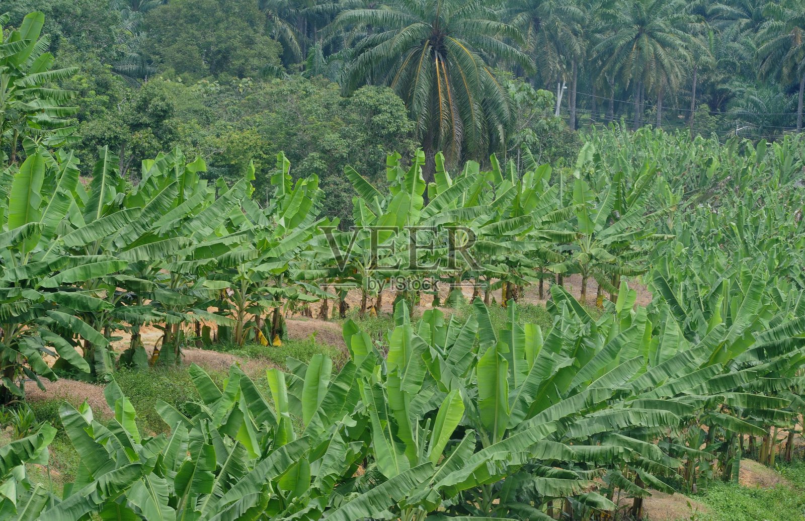 对象照片摄影图片