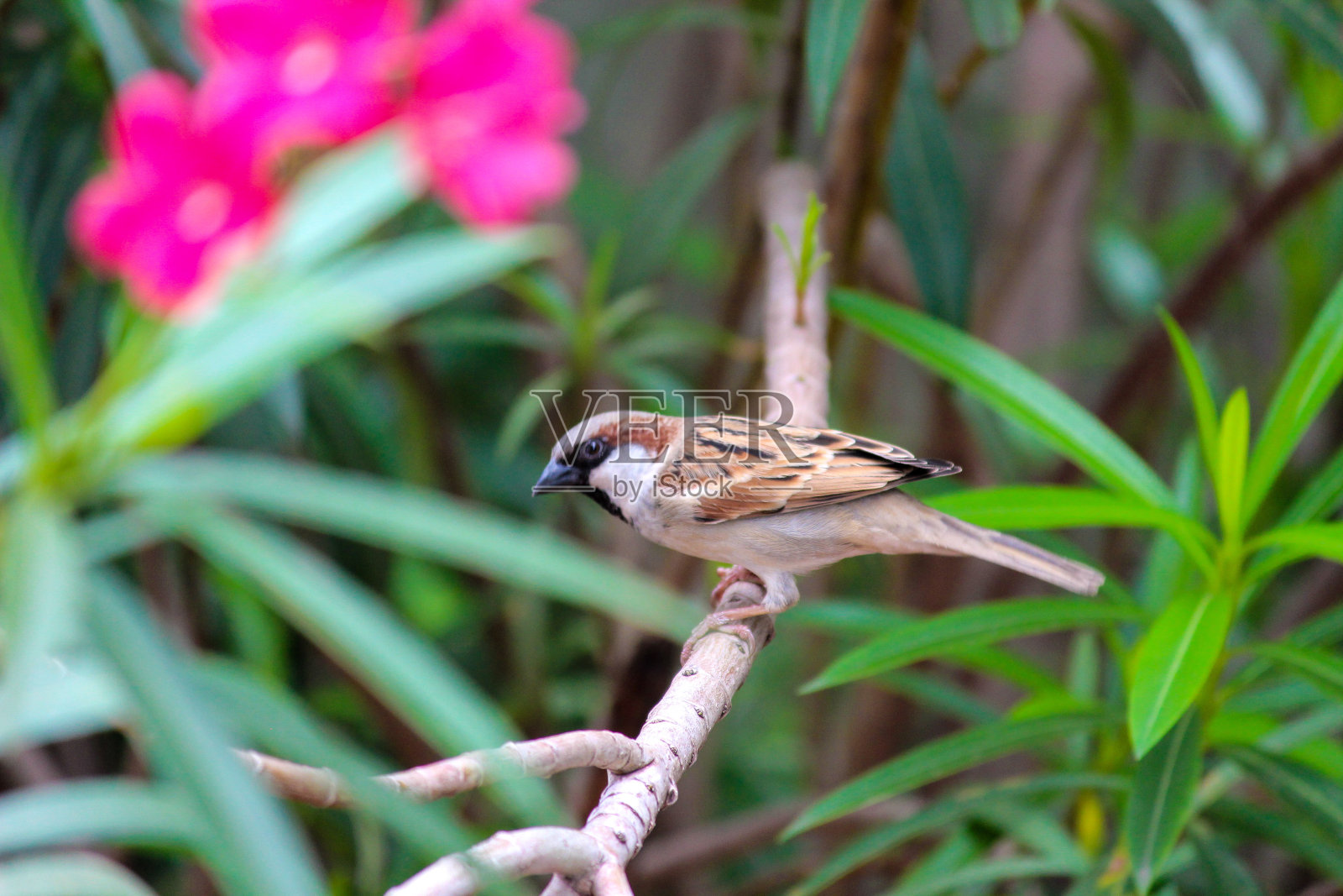 等待的雄性麻雀照片摄影图片