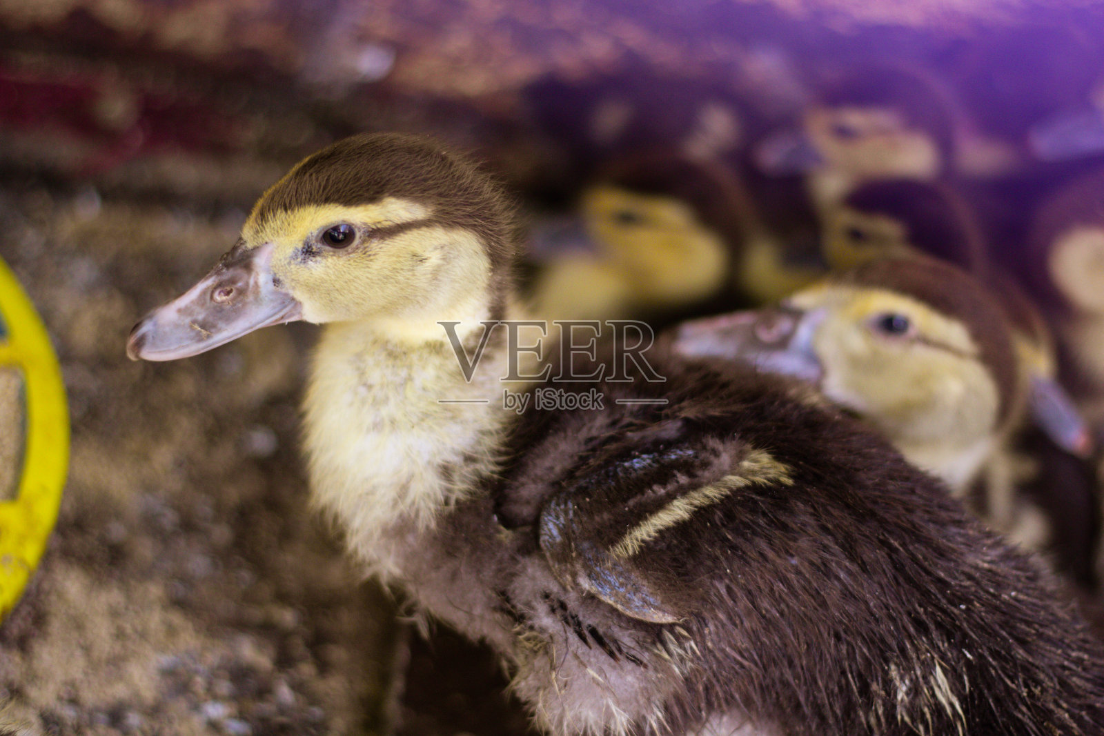 食槽旁有许多可爱的小鸭子照片摄影图片