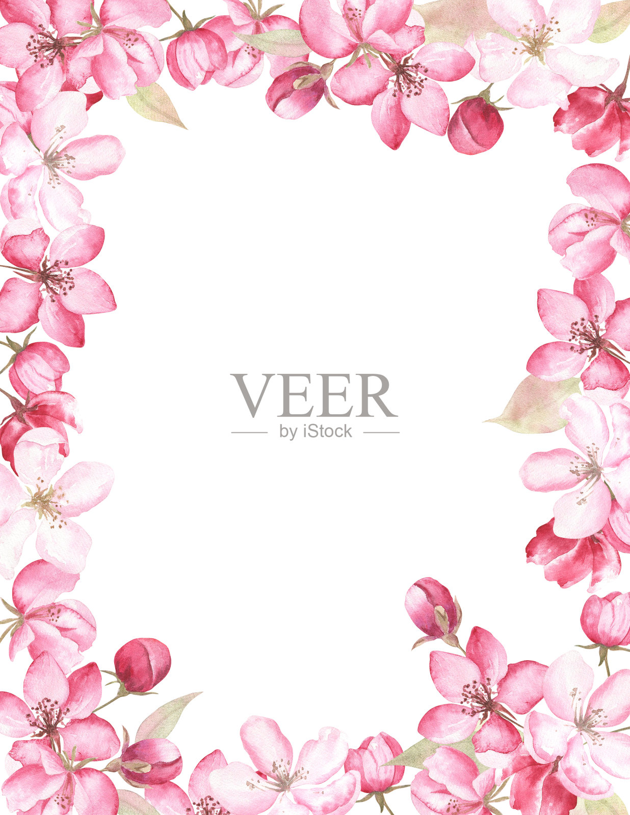 花框架苹果花画在水彩，在白色孤立的背景。插画图片素材