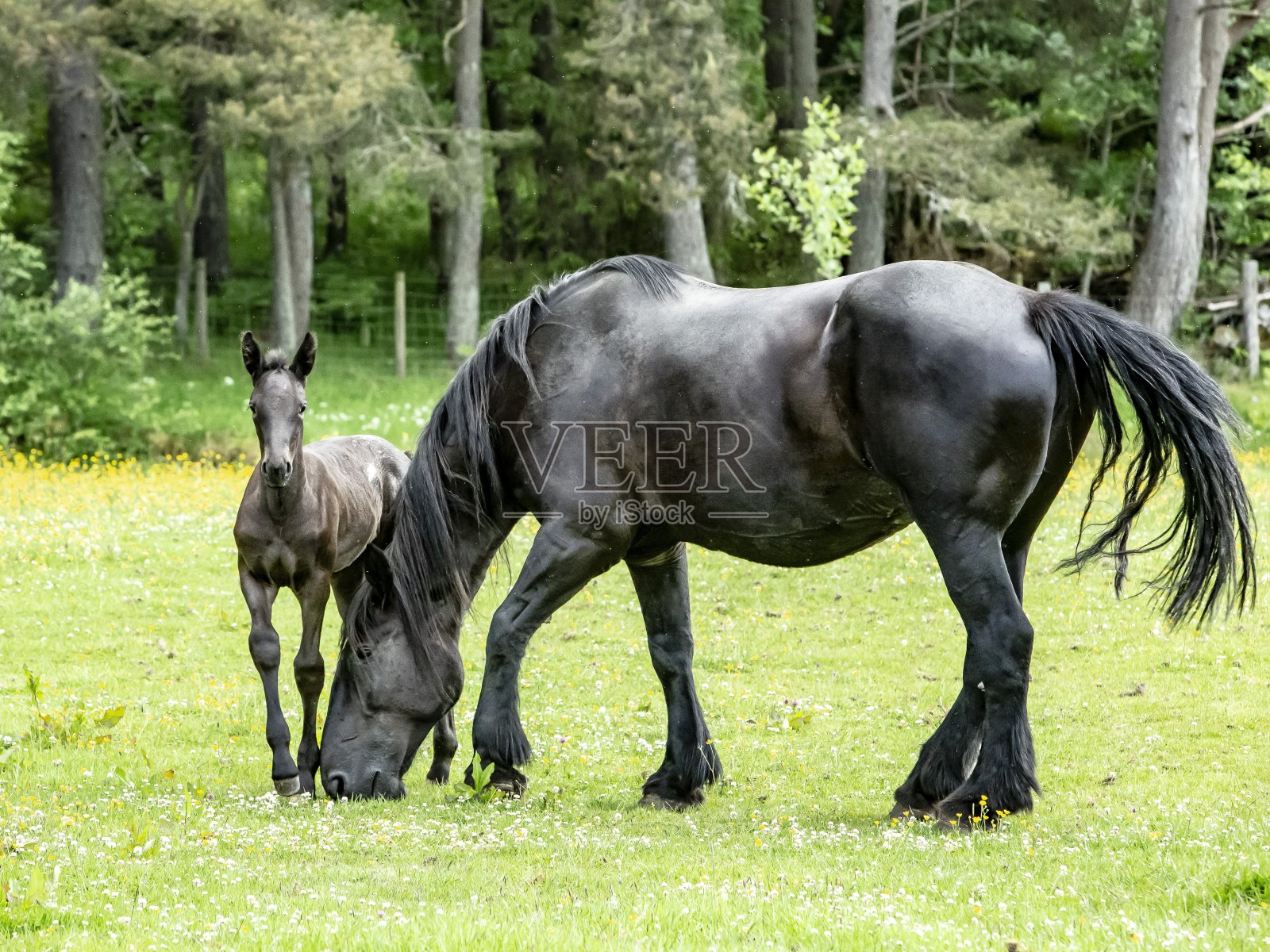 Percheron Horse & Young pony: There’s safe With Mama.佩琪龙马和小马驹:有妈妈就安全。照片摄影图片