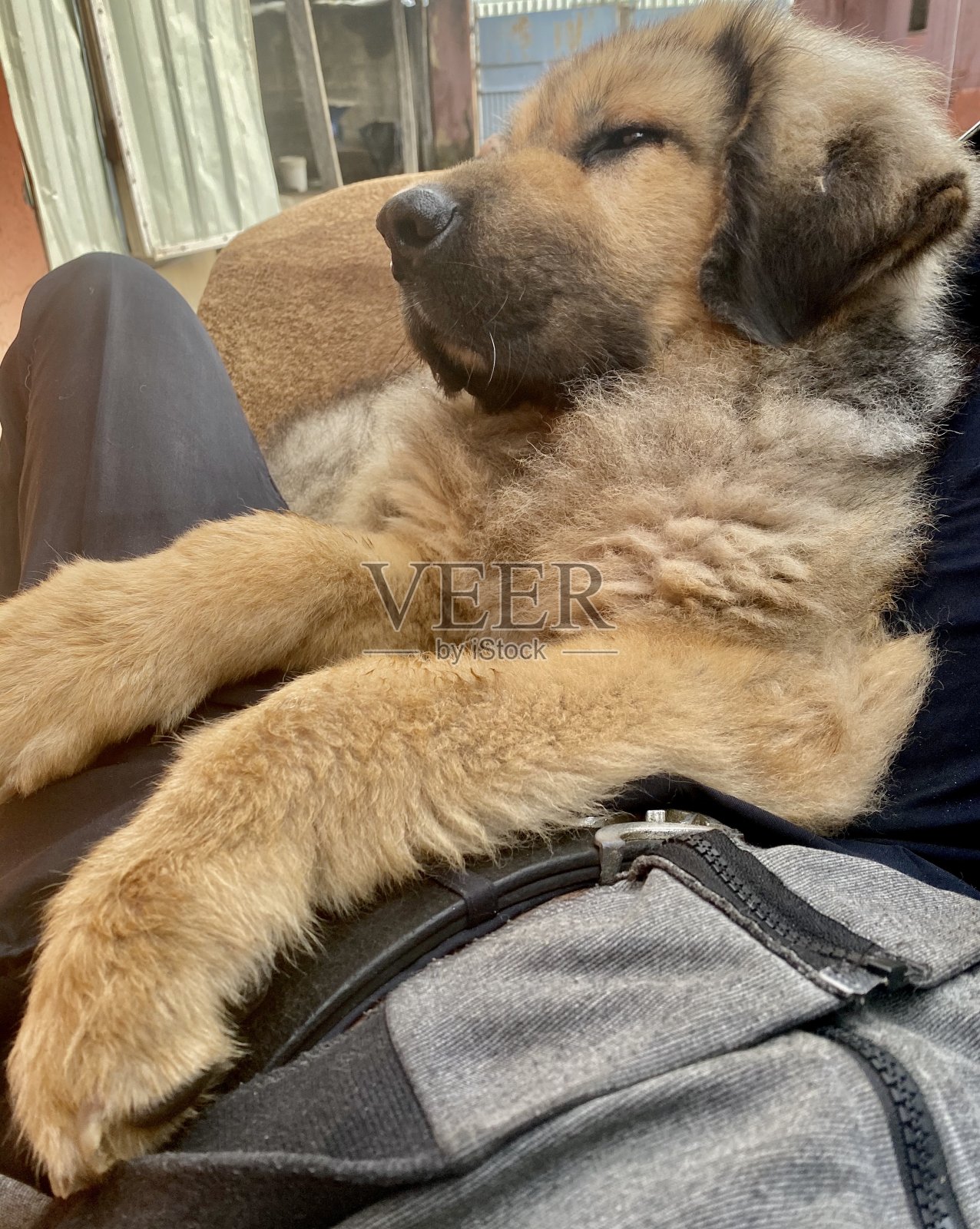 藏獒照片摄影图片