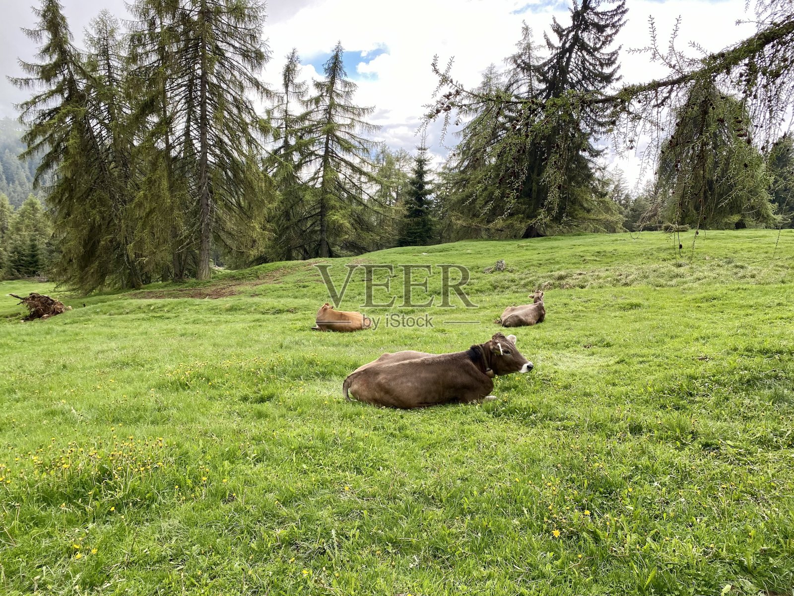 高寒草甸上的奶牛照片摄影图片