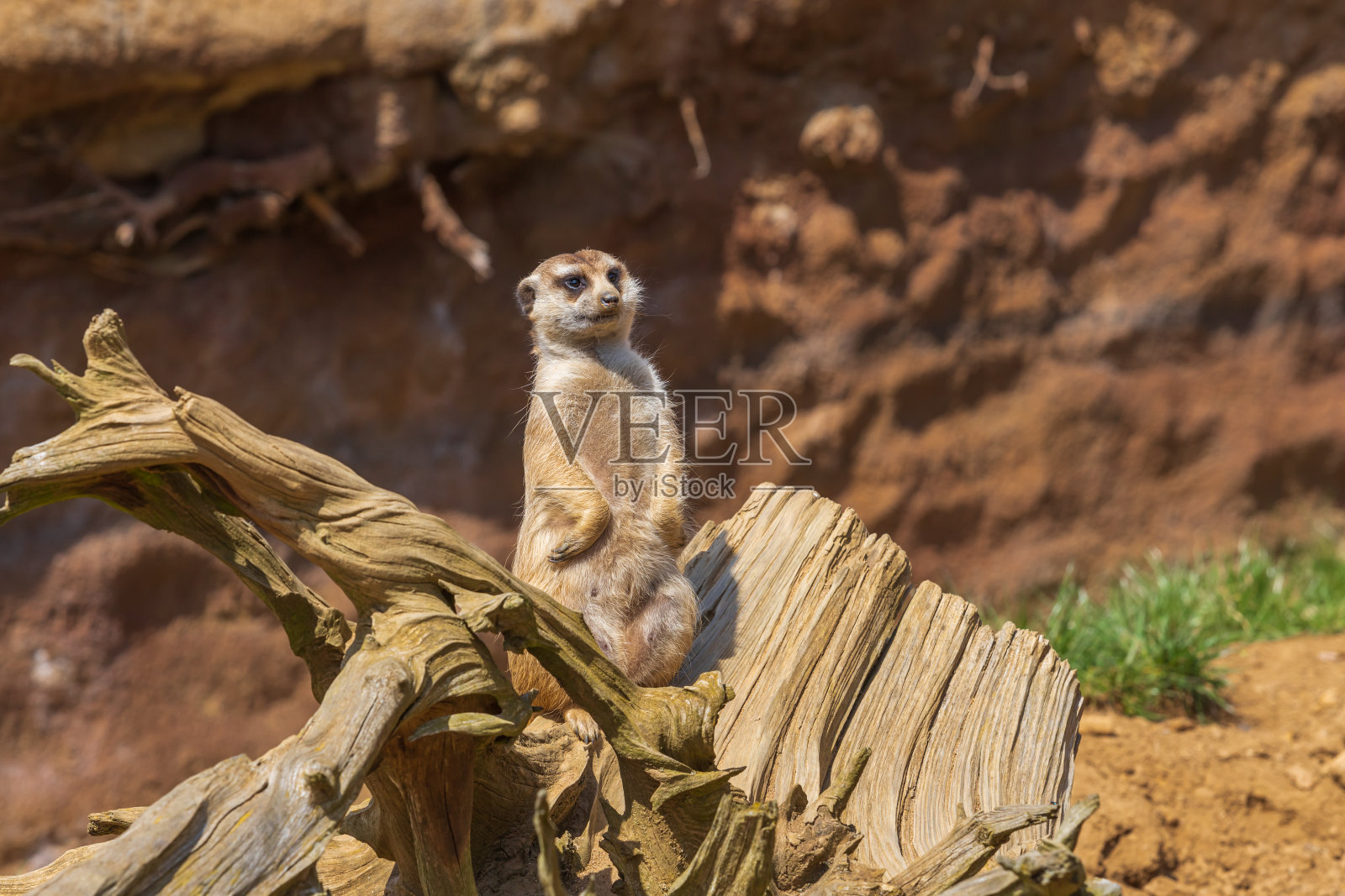 圈养的野生猫鼬小动物照片摄影图片