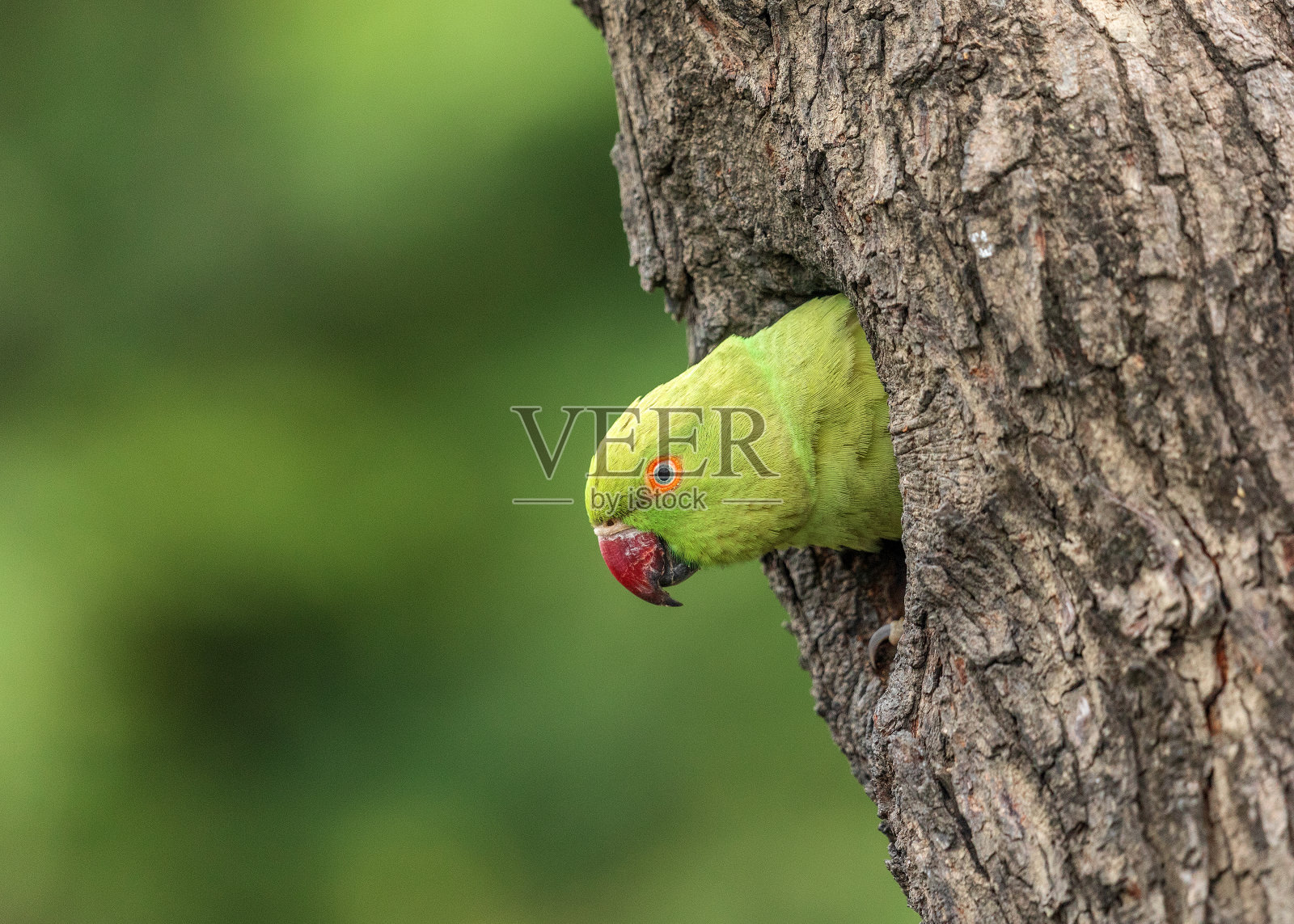 玫瑰环长尾小鹦鹉- Keoladeo国家公园，Bharatpur，印度。照片摄影图片