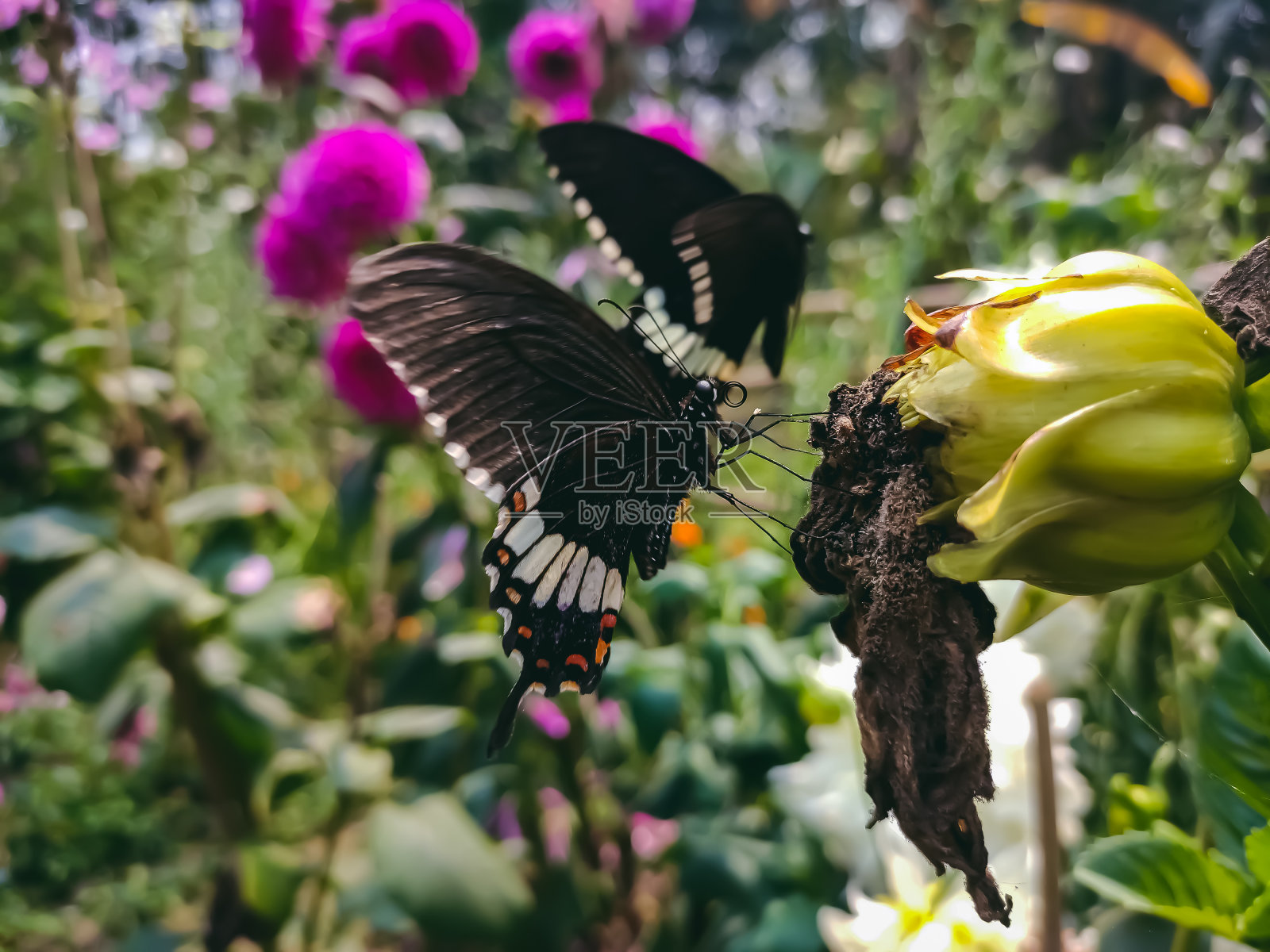 凤蝶，常见的摩门教徒，是广泛分布在亚洲的一种常见的燕尾蝶。照片摄影图片