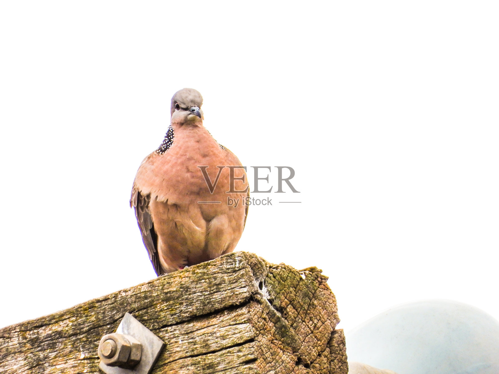 澳大利亚新南威尔士州科罗瓦照片摄影图片