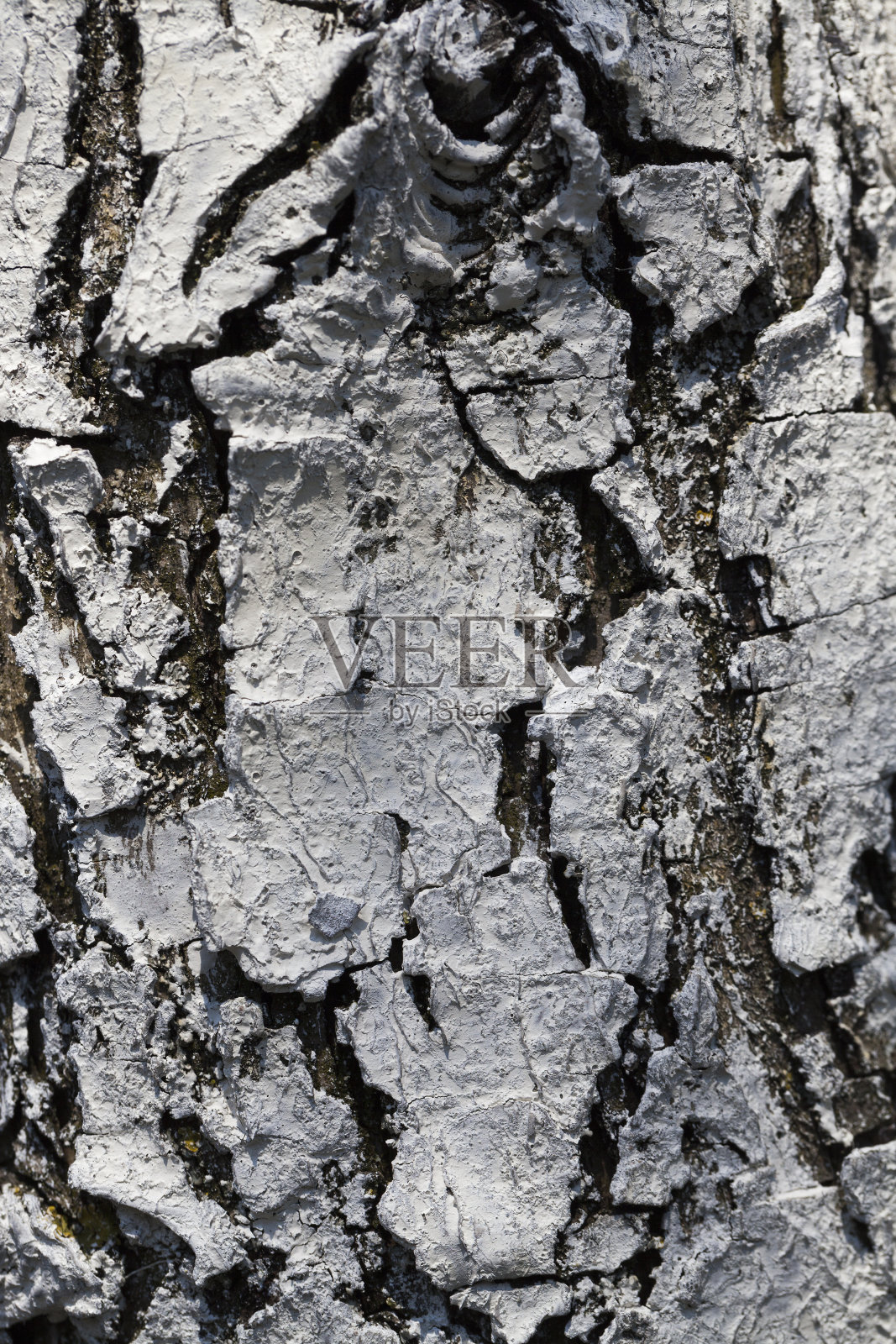 树皮的结构照片摄影图片