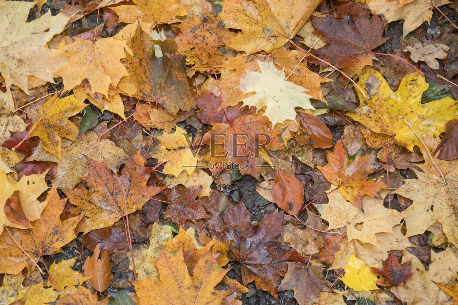 秋天森林地面上的树叶照片摄影图片