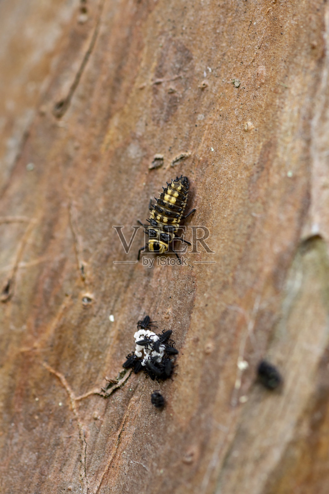 这些虫子可不是淑女照片摄影图片