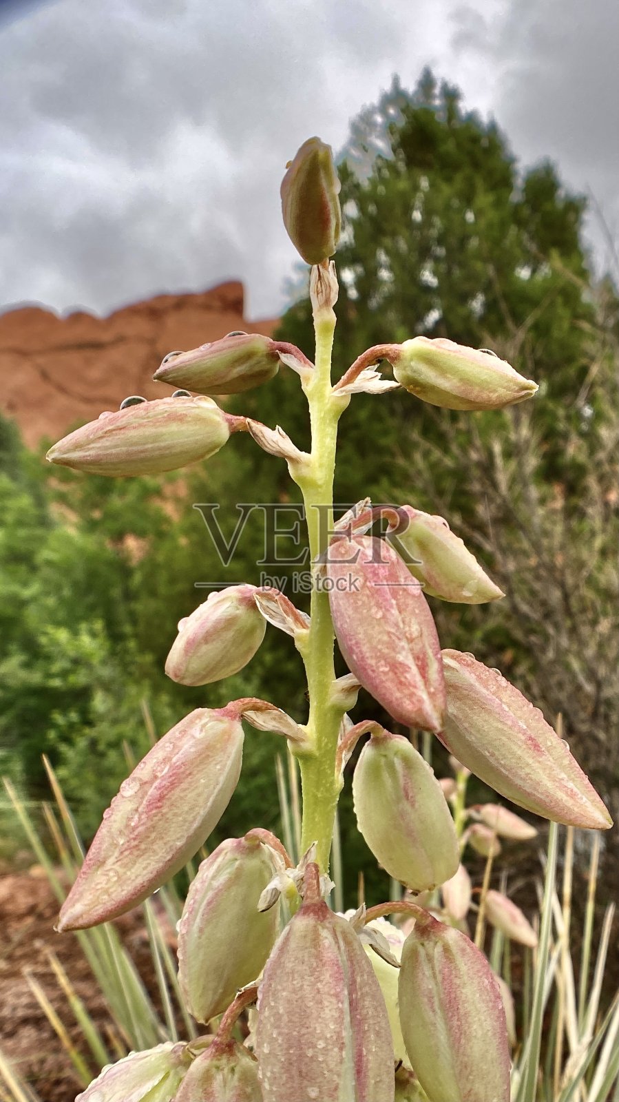 湿丝兰一株/小肥皂草/肥皂草丝兰/西班牙刺刀丝兰/大平原丝兰照片摄影图片