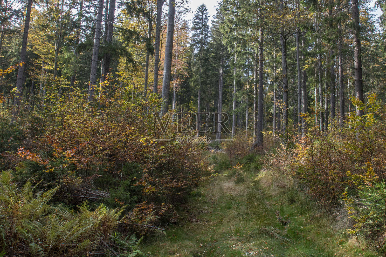秋天的巴伐利亚森林照片摄影图片