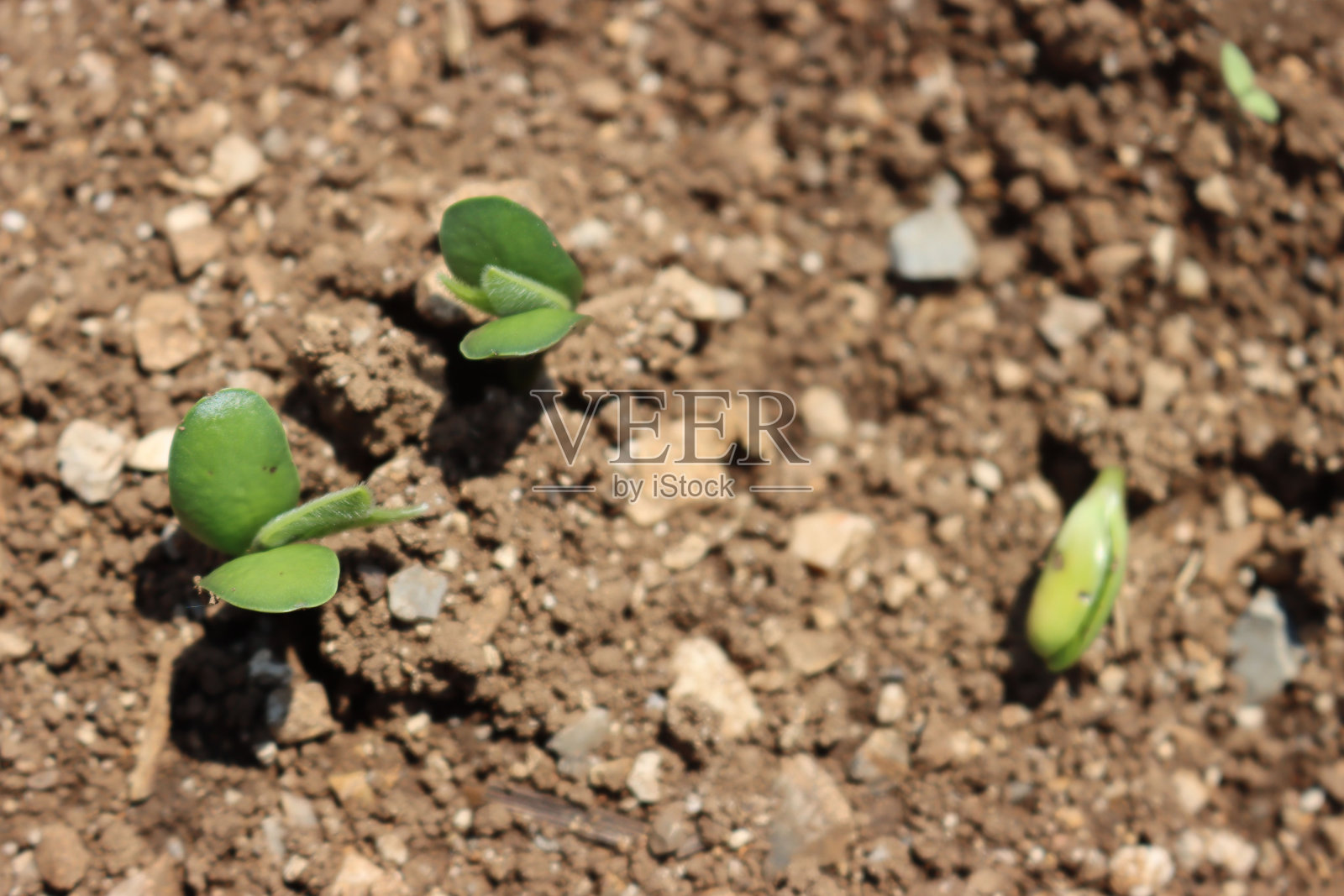 田间生长的新鲜大豆幼苗照片摄影图片