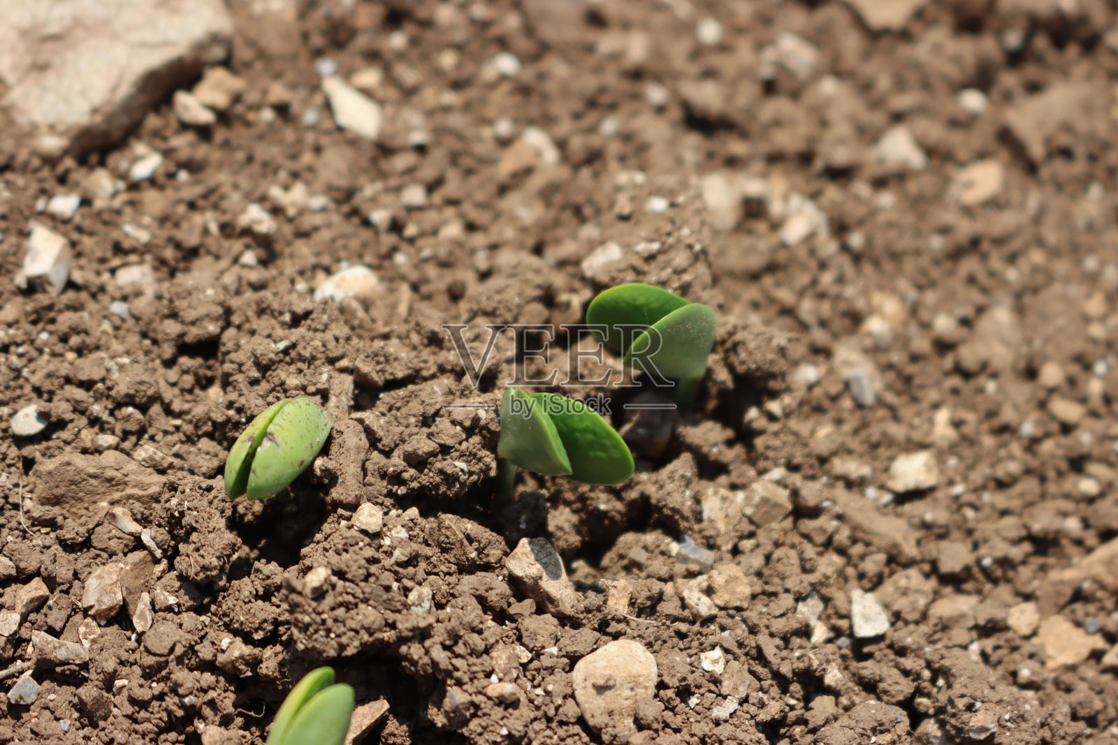 田间生长的新鲜大豆幼苗照片摄影图片
