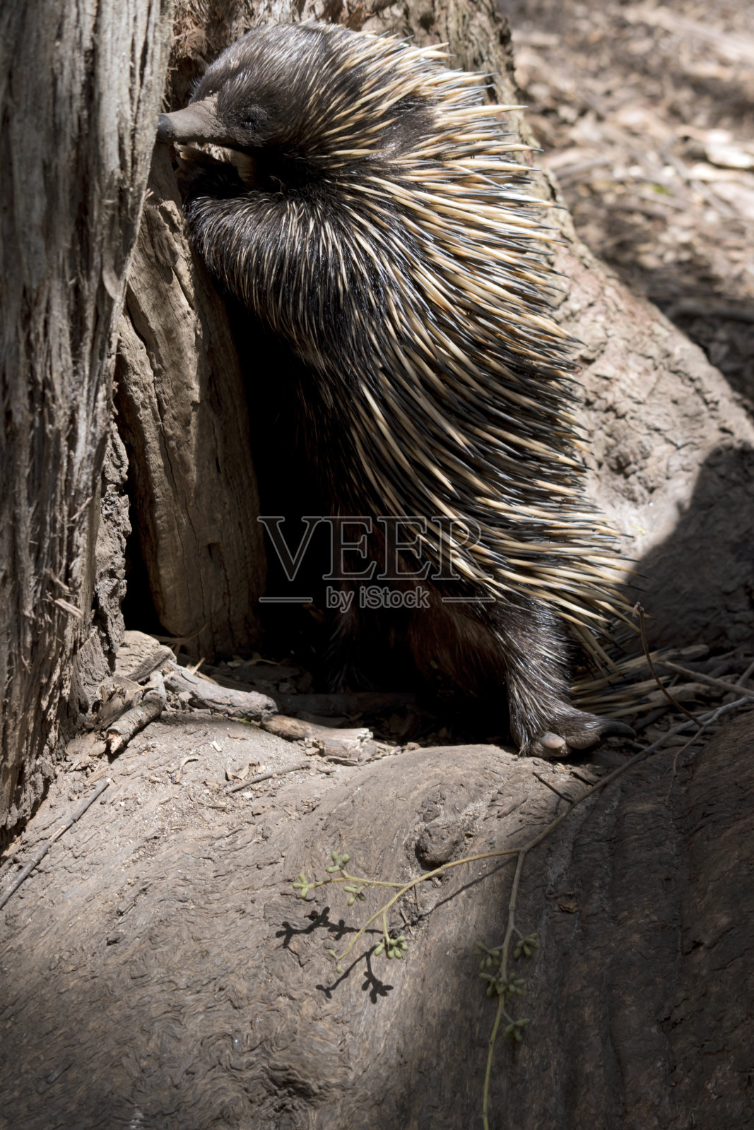 针鼹正在树上找蚂蚁照片摄影图片