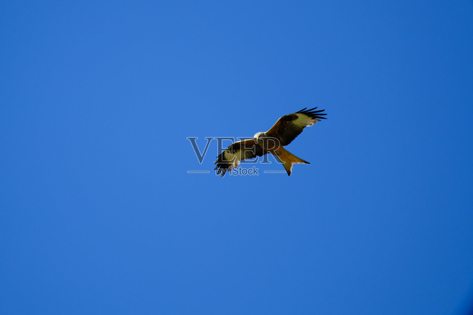 红色的风筝在打猎。照片摄影图片