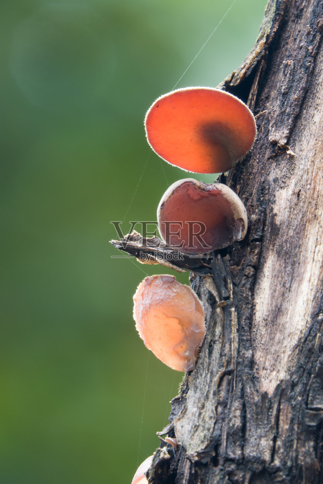 云耳菌(黑木耳)照片摄影图片